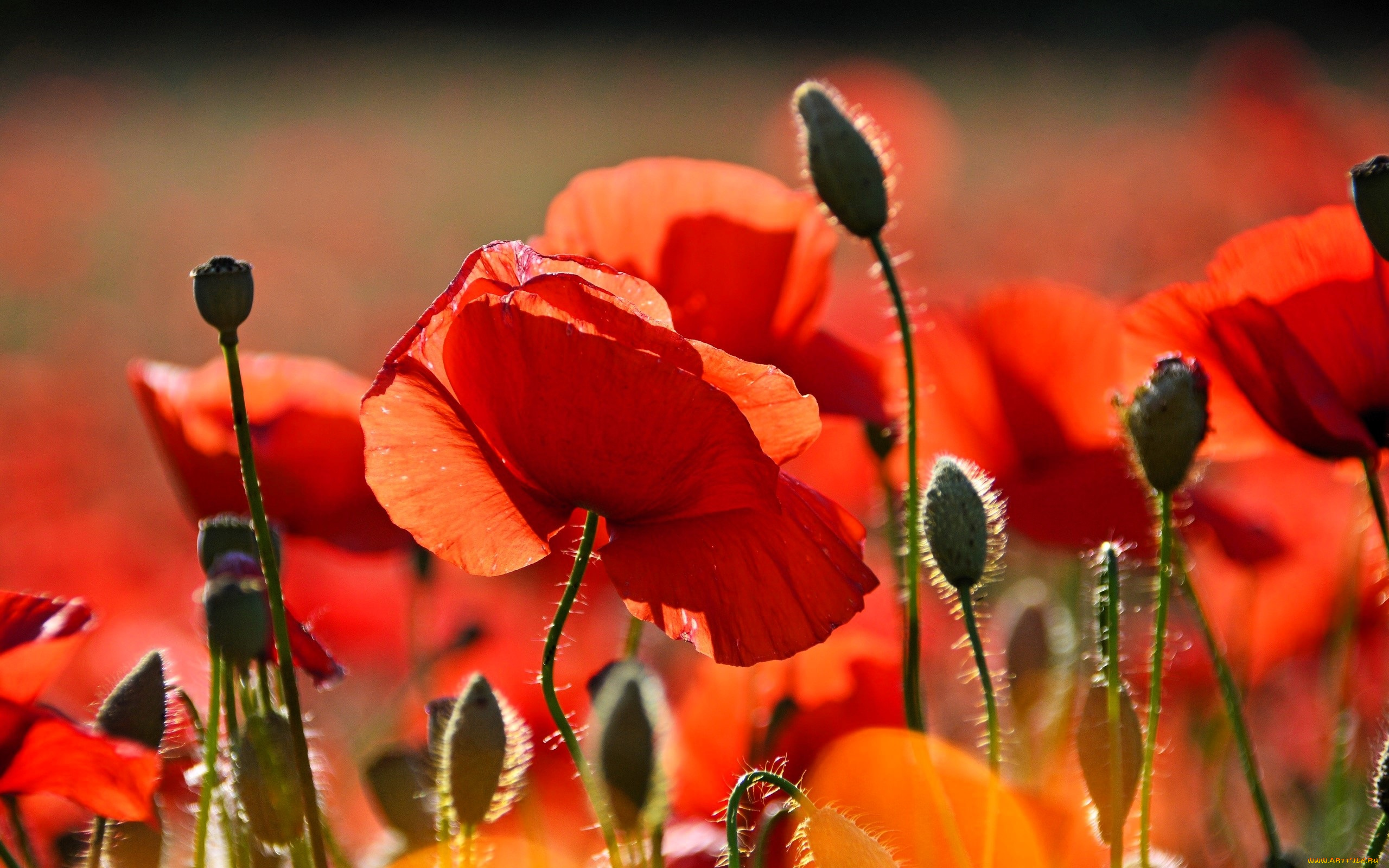 цветы, маки, красные, бутоны