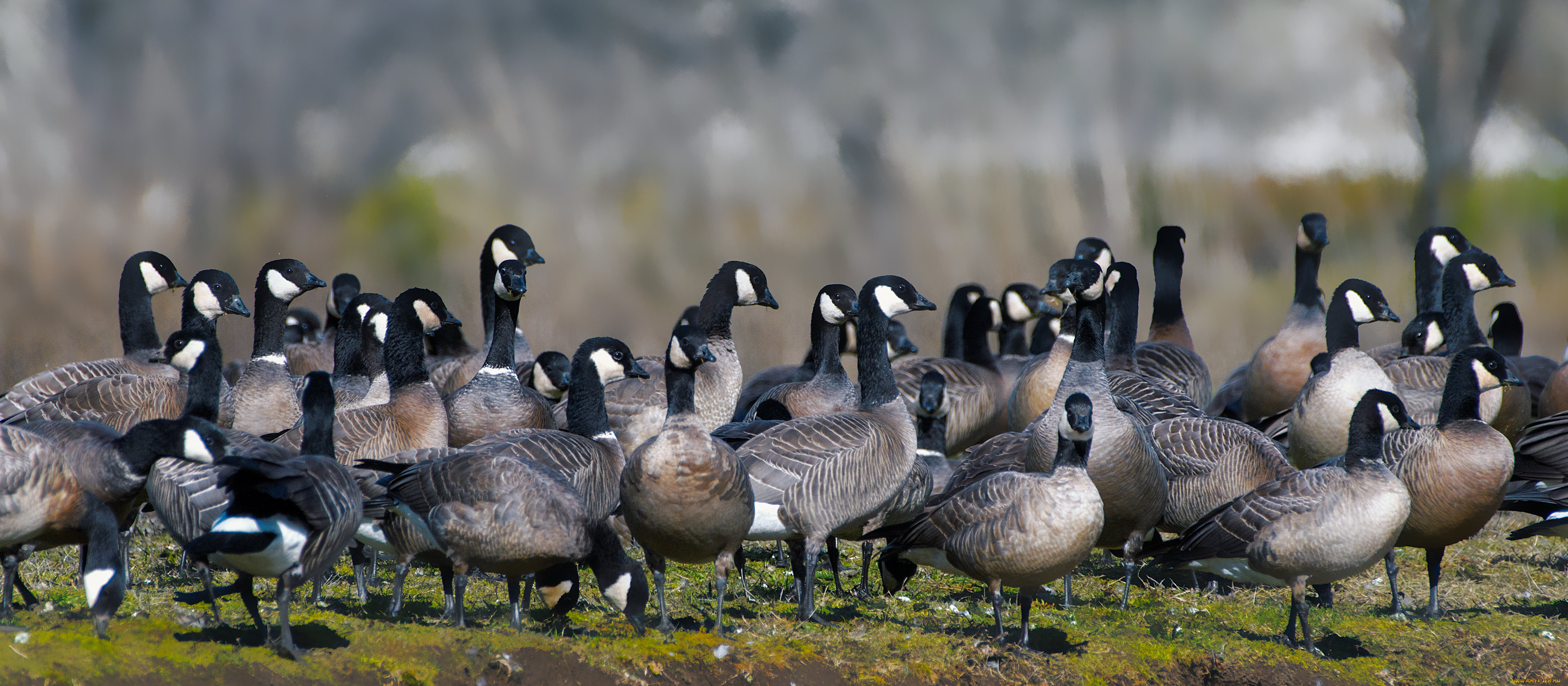 животные, гуси, стая