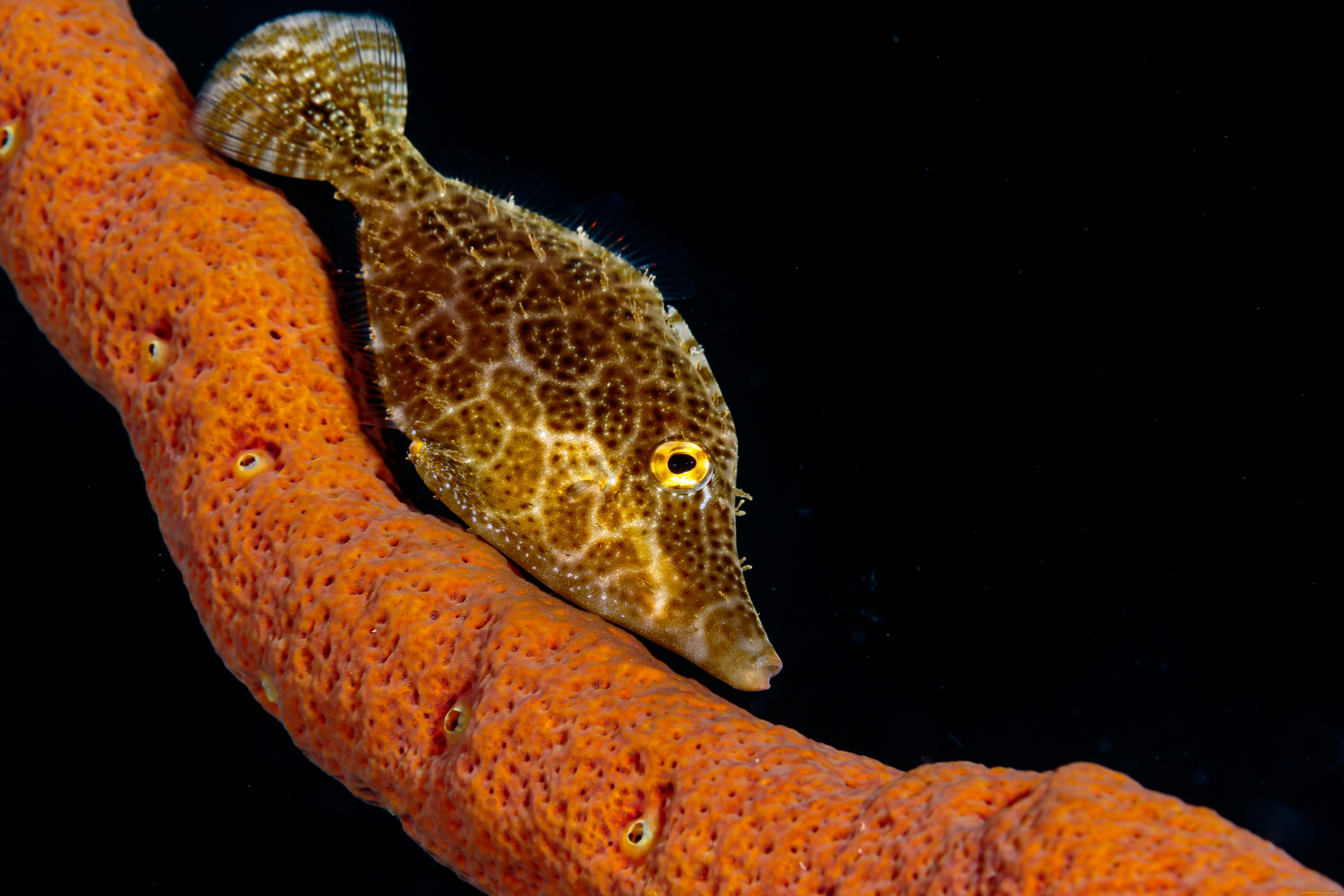 животные, рыбы, рыба