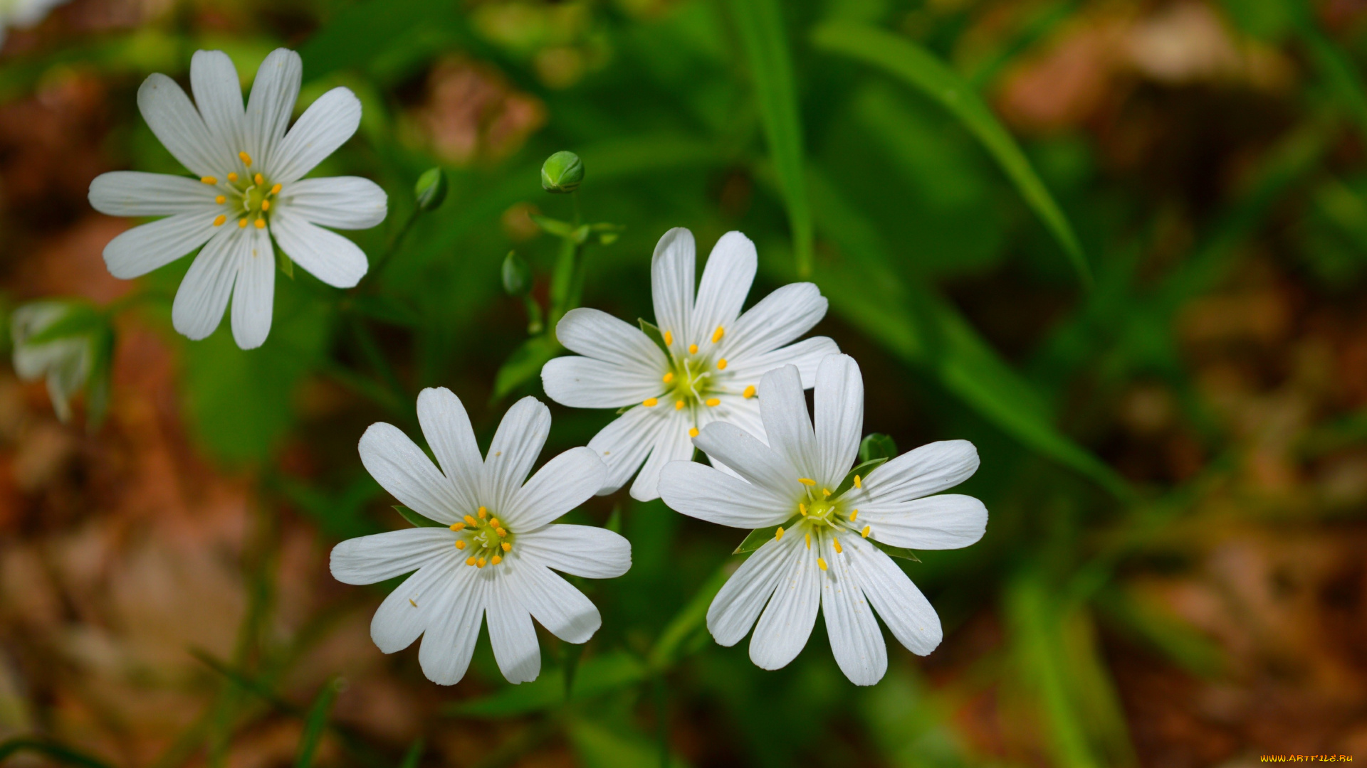 цветы, луговые, , полевые, , цветы