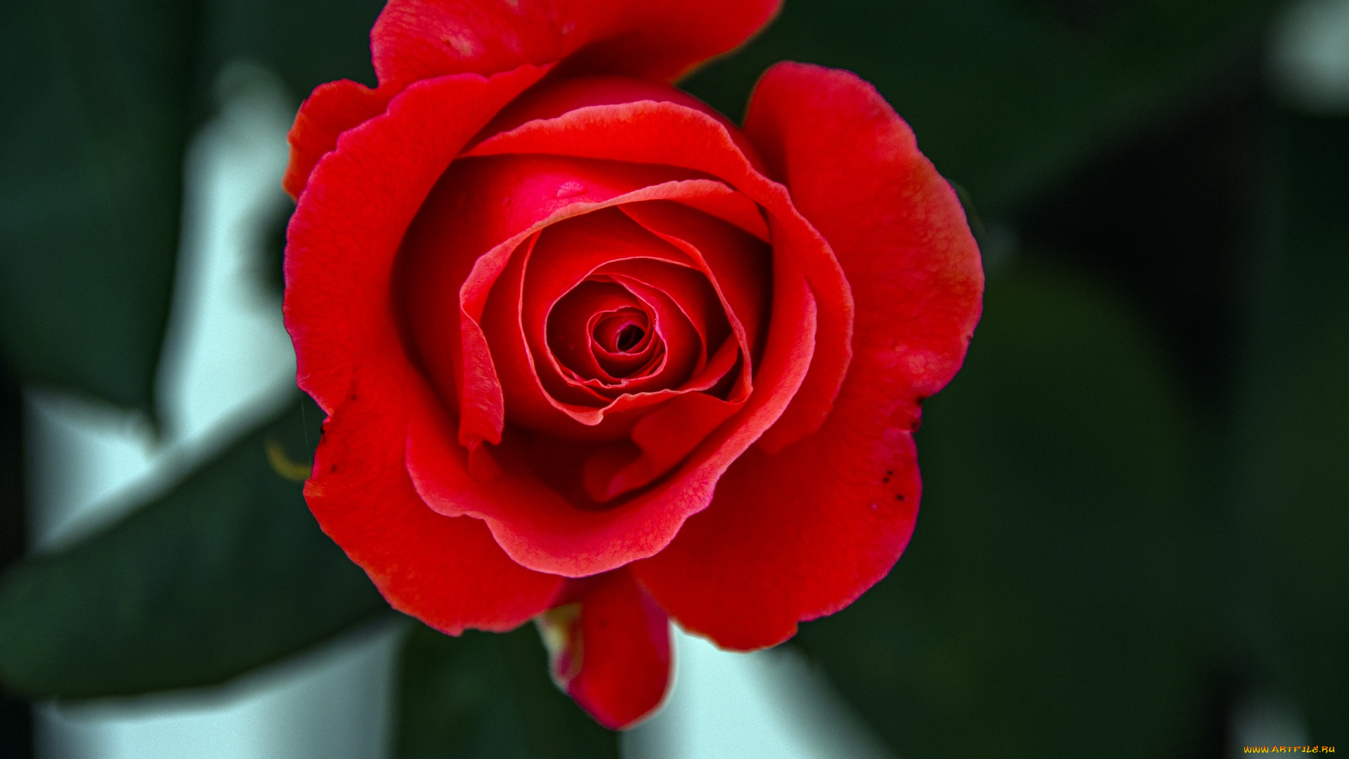 цветы, розы, красная, роза