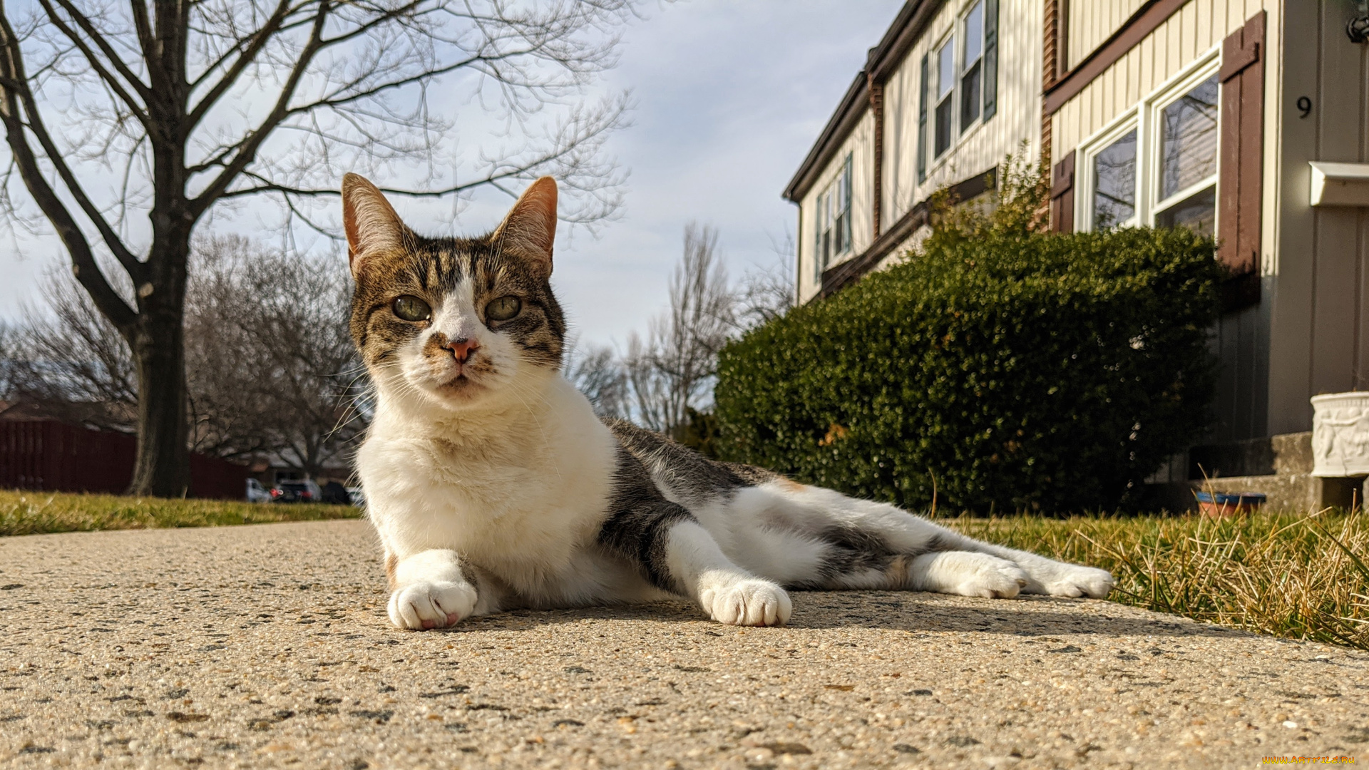 животные, коты, кот, кошка