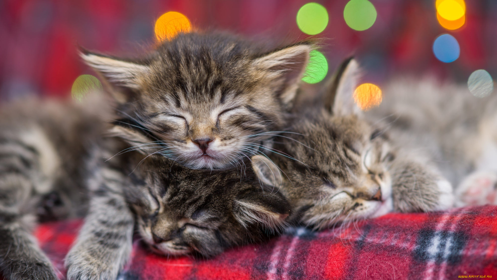 животные, коты, кот, кошка