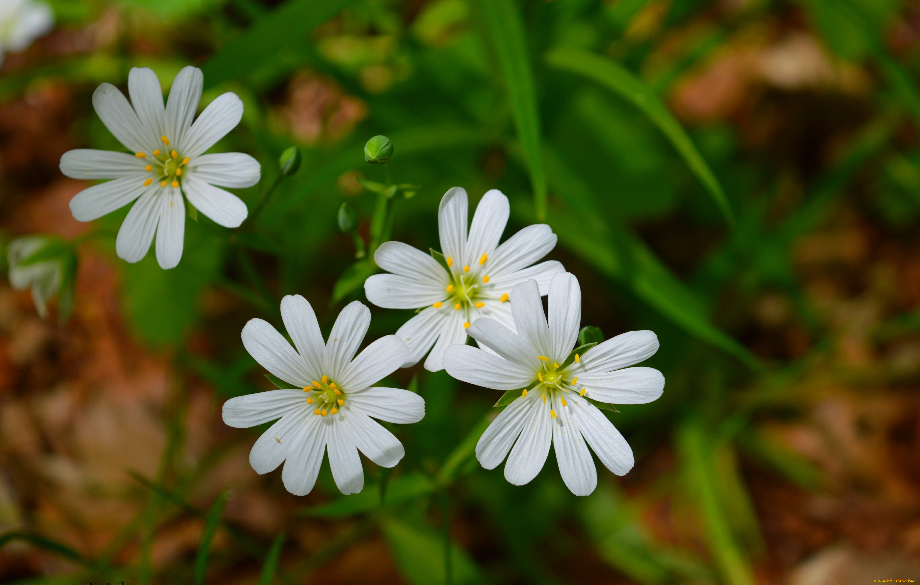 цветы, луговые, , полевые, , цветы