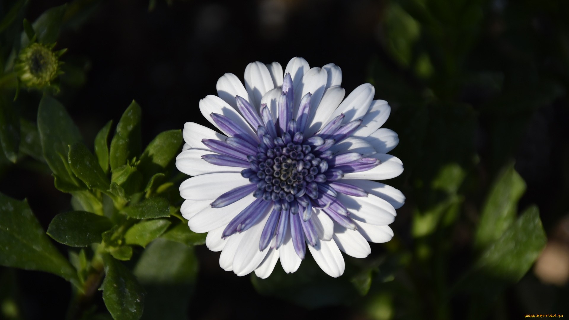 цветы, остеоспермумы, листья, остеоспермум, макро