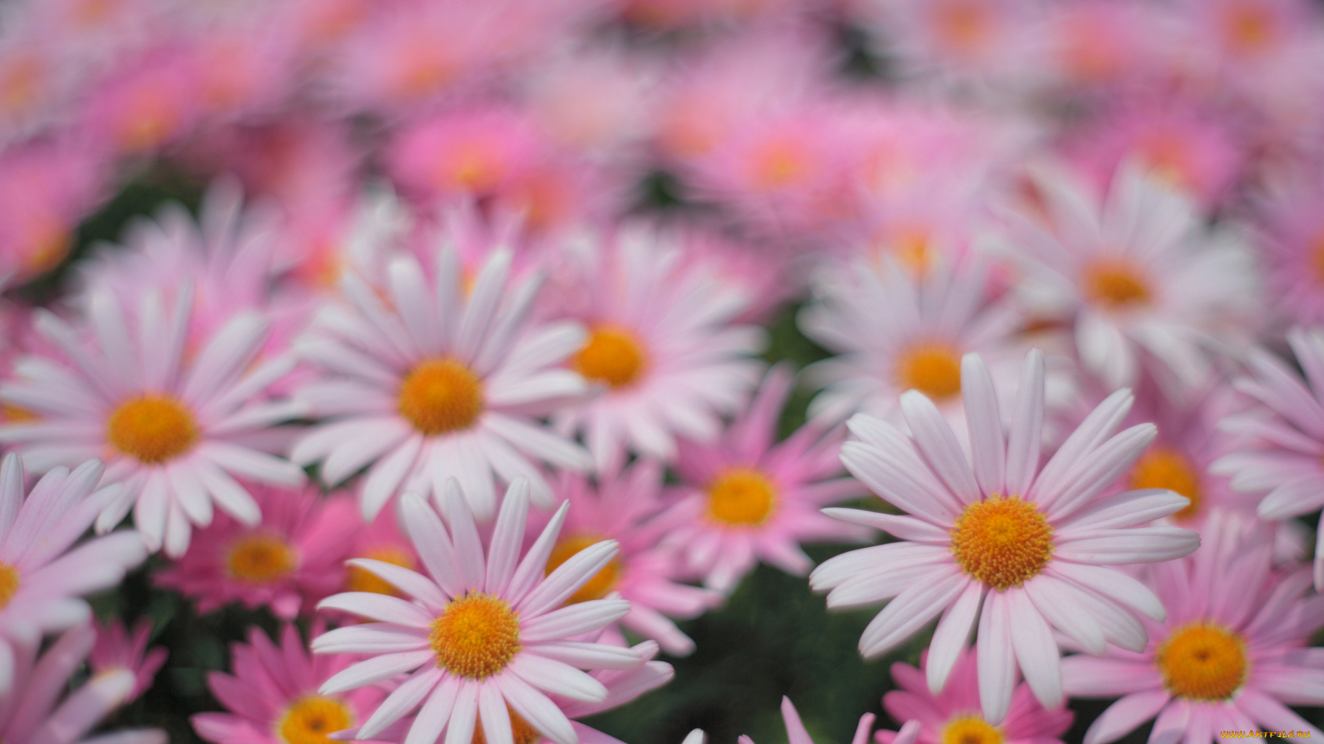 цветы, ромашки, поле