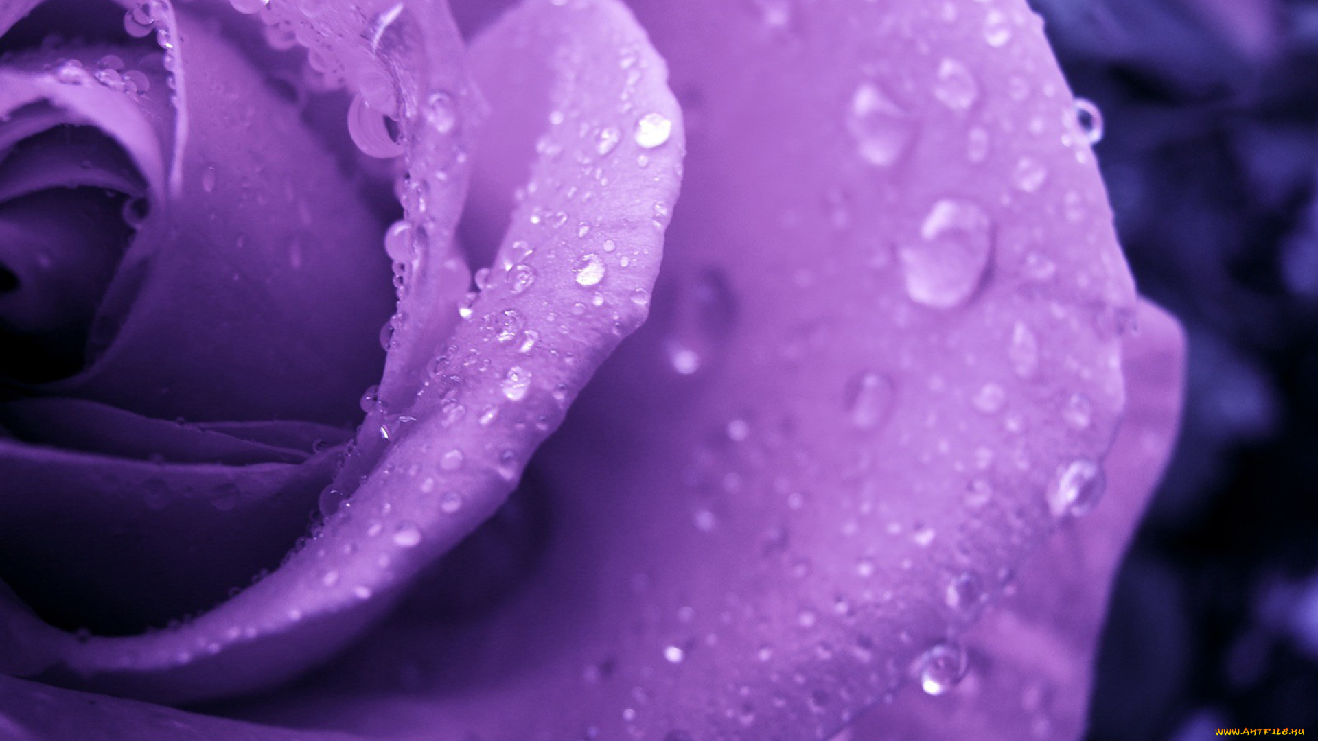 цветы, розы, цветок