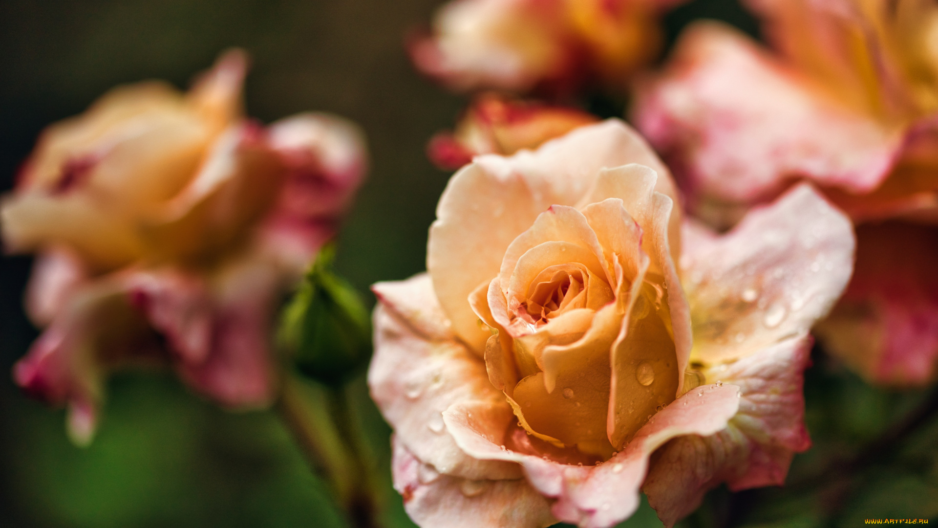 цветы, розы, цветок