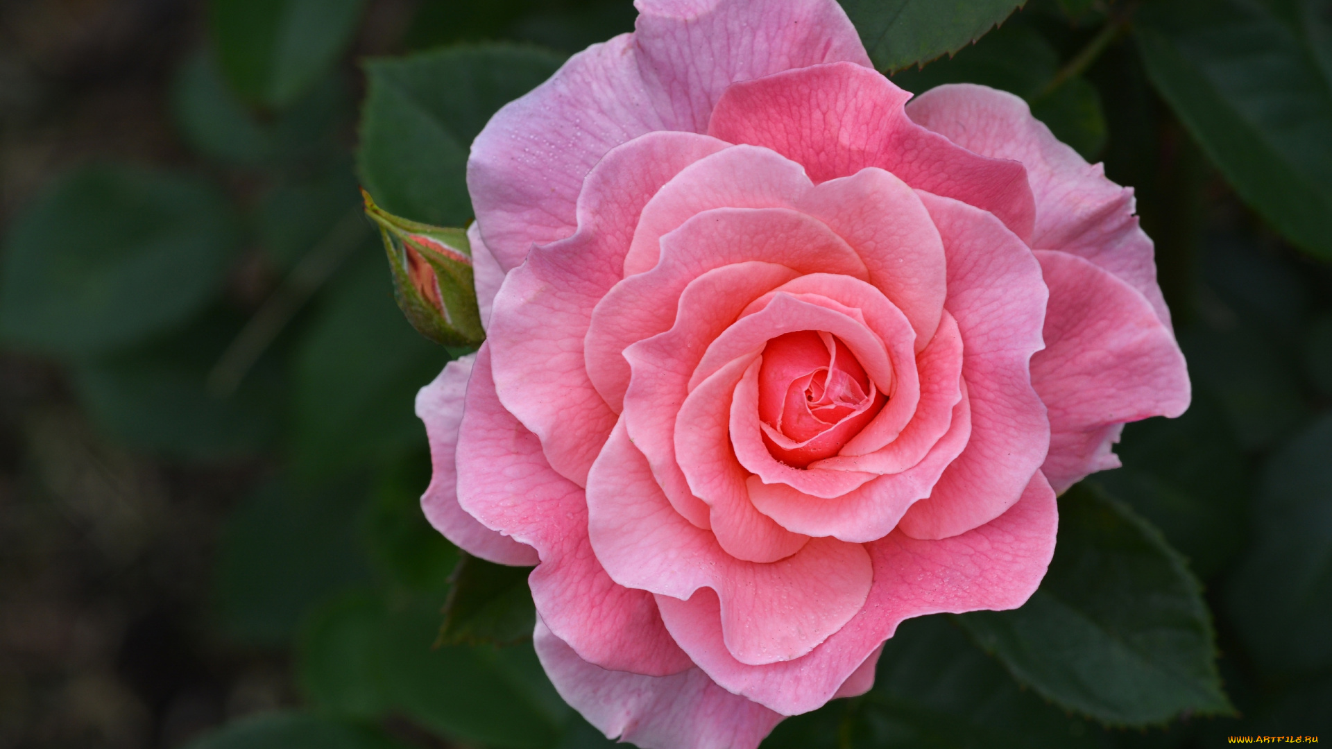 цветы, розы, розовая, роза, макро