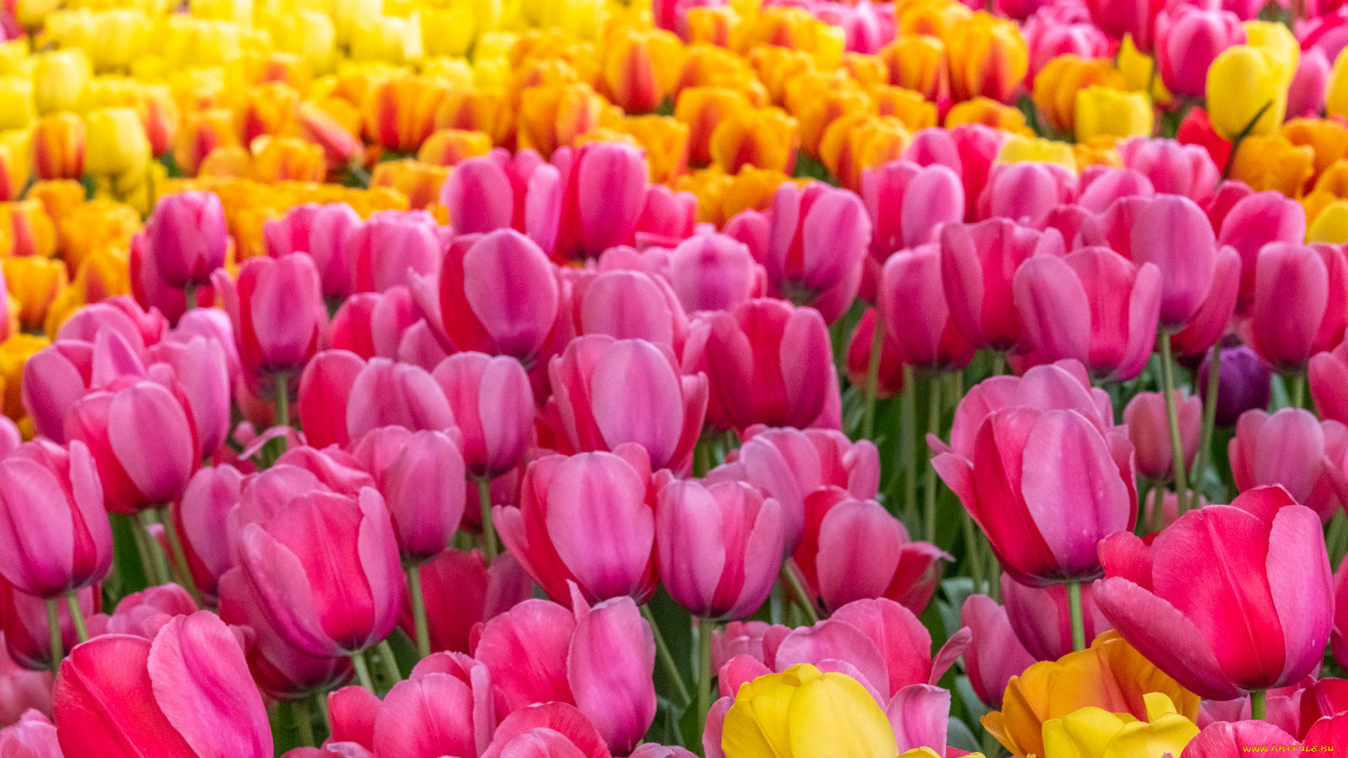 цветы, тюльпаны