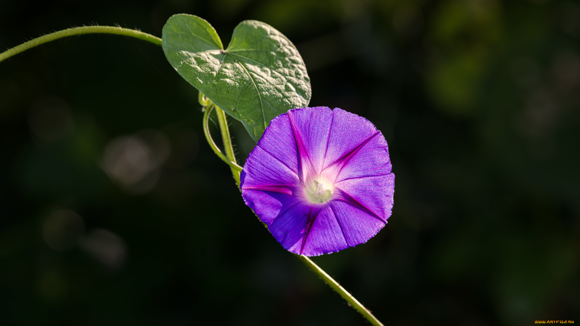 цветы, вьюнки, , ипомеи, цветок