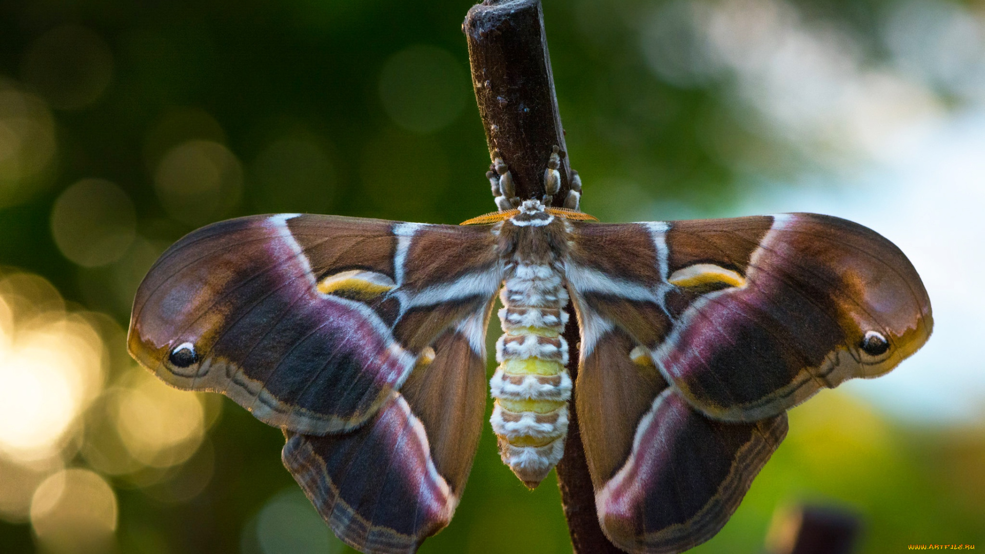 животные, бабочки, , мотыльки, , моли, бабочка