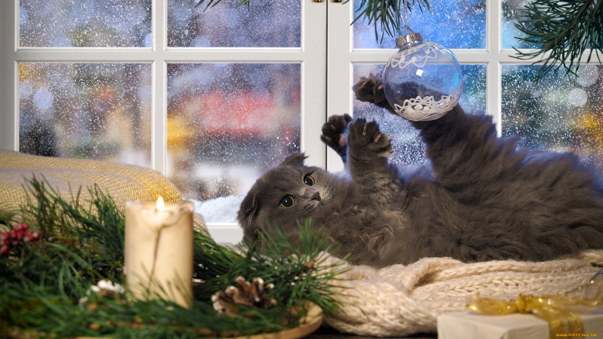 животные, коты, кот, кошка