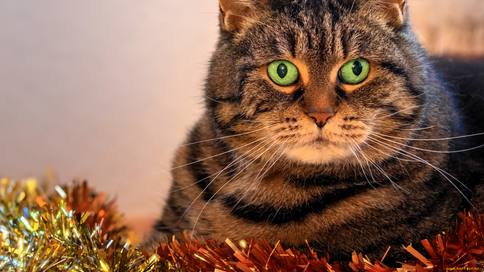 животные, коты, кот, мишура, новый, год