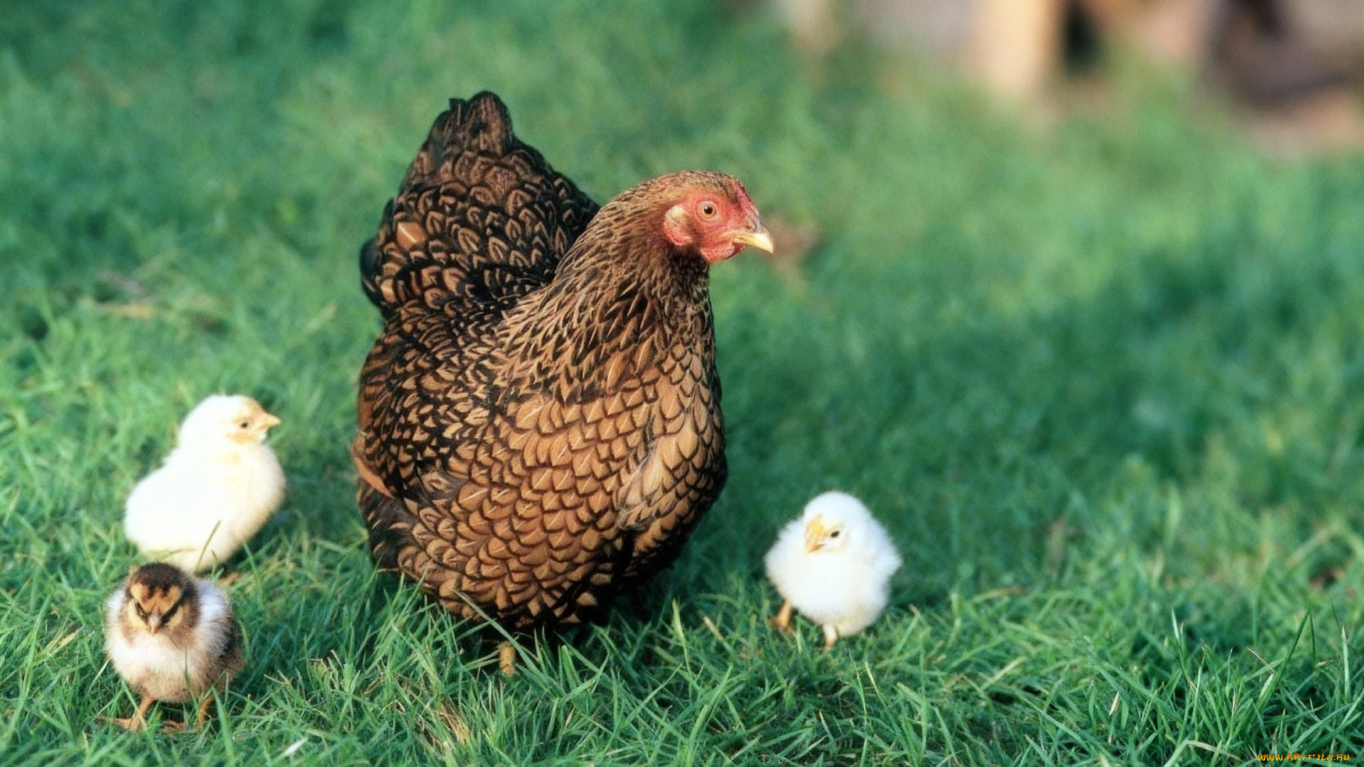 животные, куры, , петухи, курица, циплята