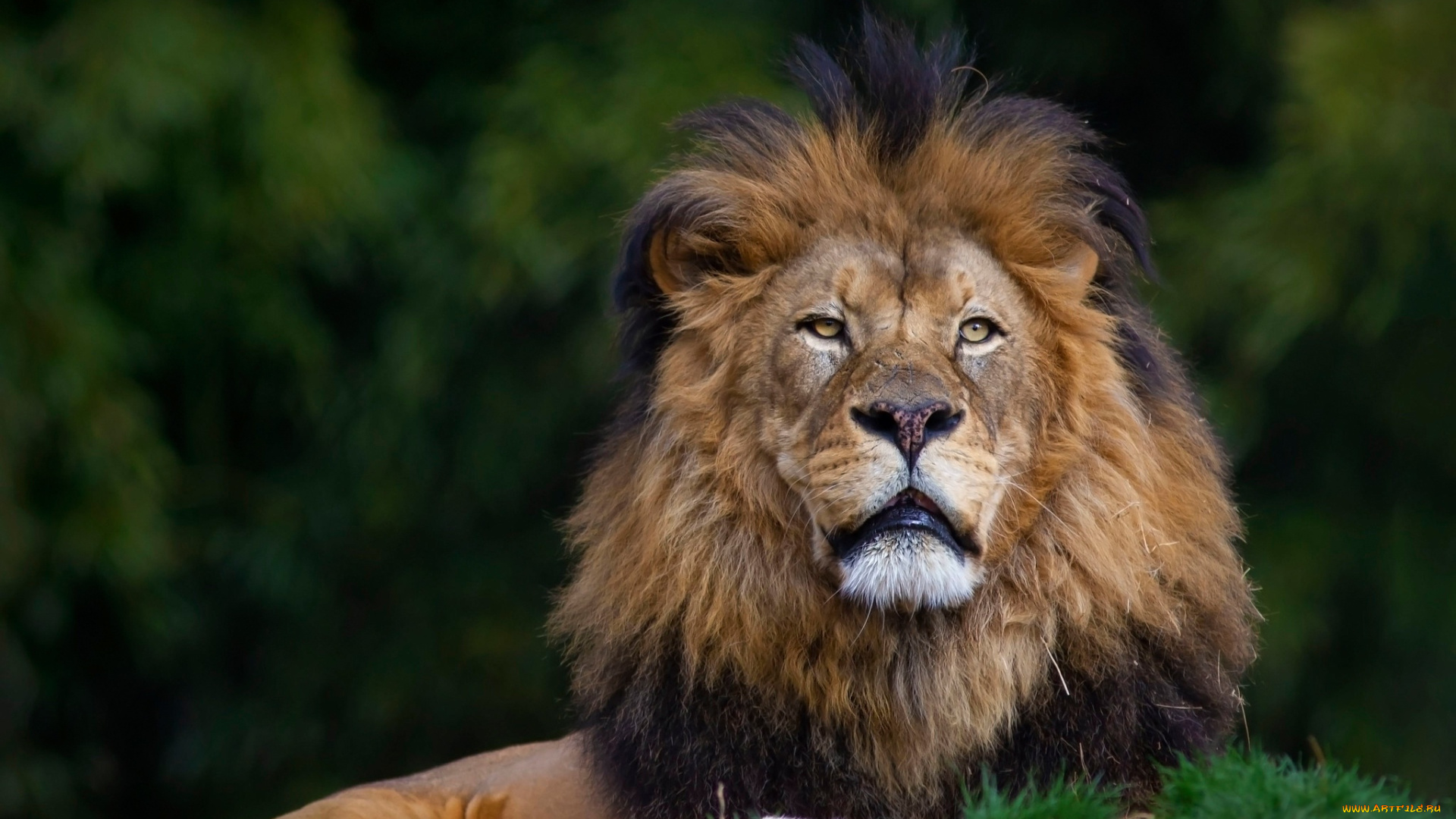 животные, львы, лев