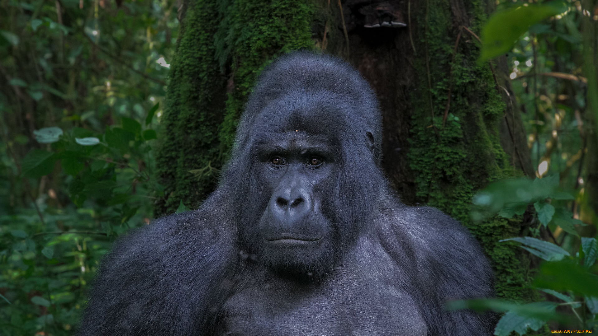 животные, обезьяны, горилла