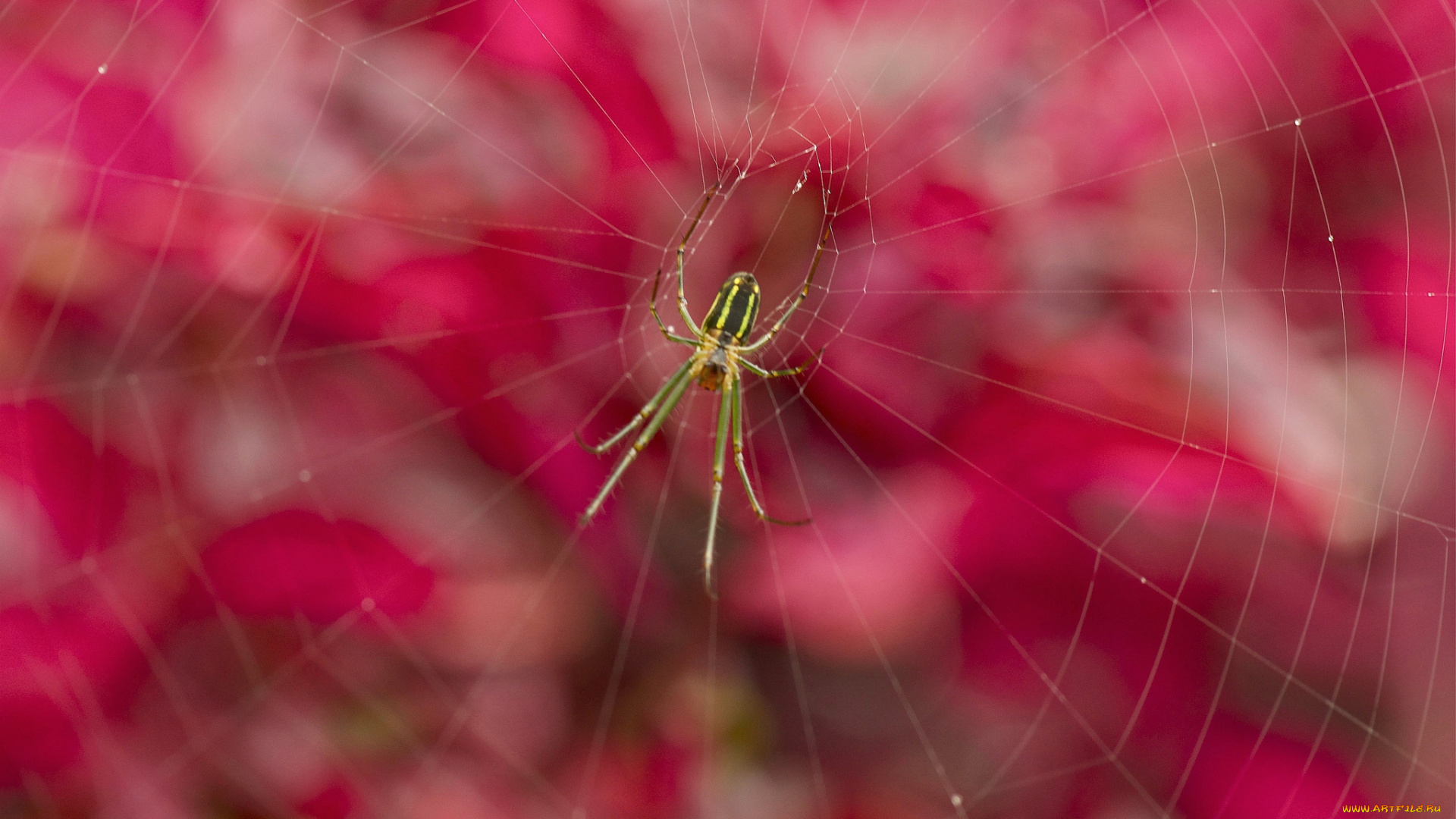 животные, пауки, паук