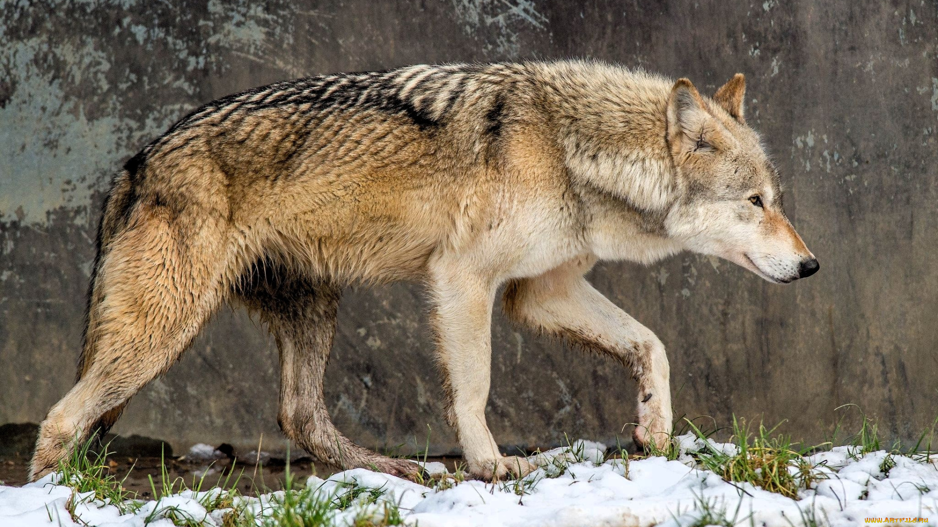 животные, волки, , койоты, , шакалы, волк, стена, снег