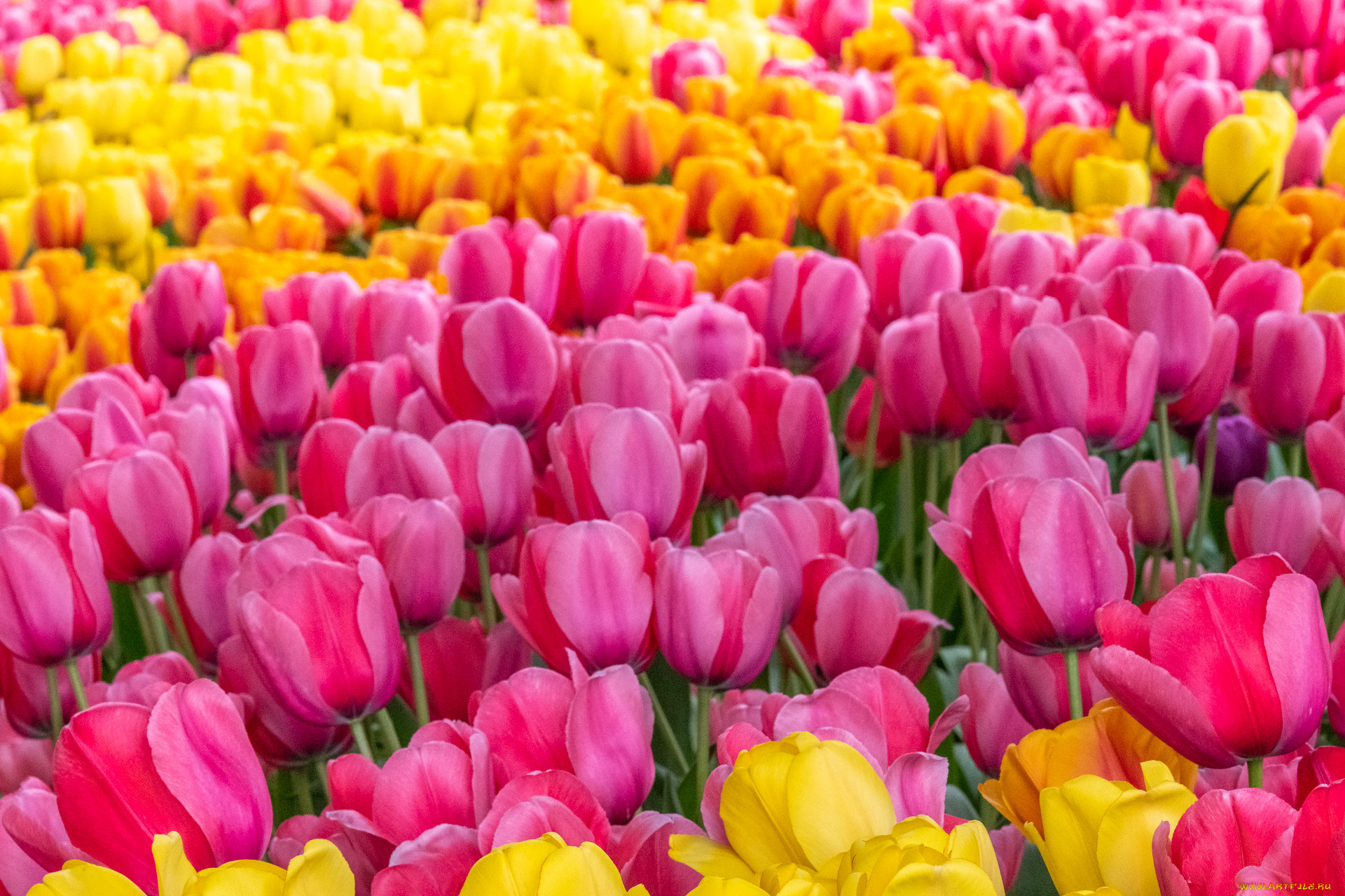 цветы, тюльпаны