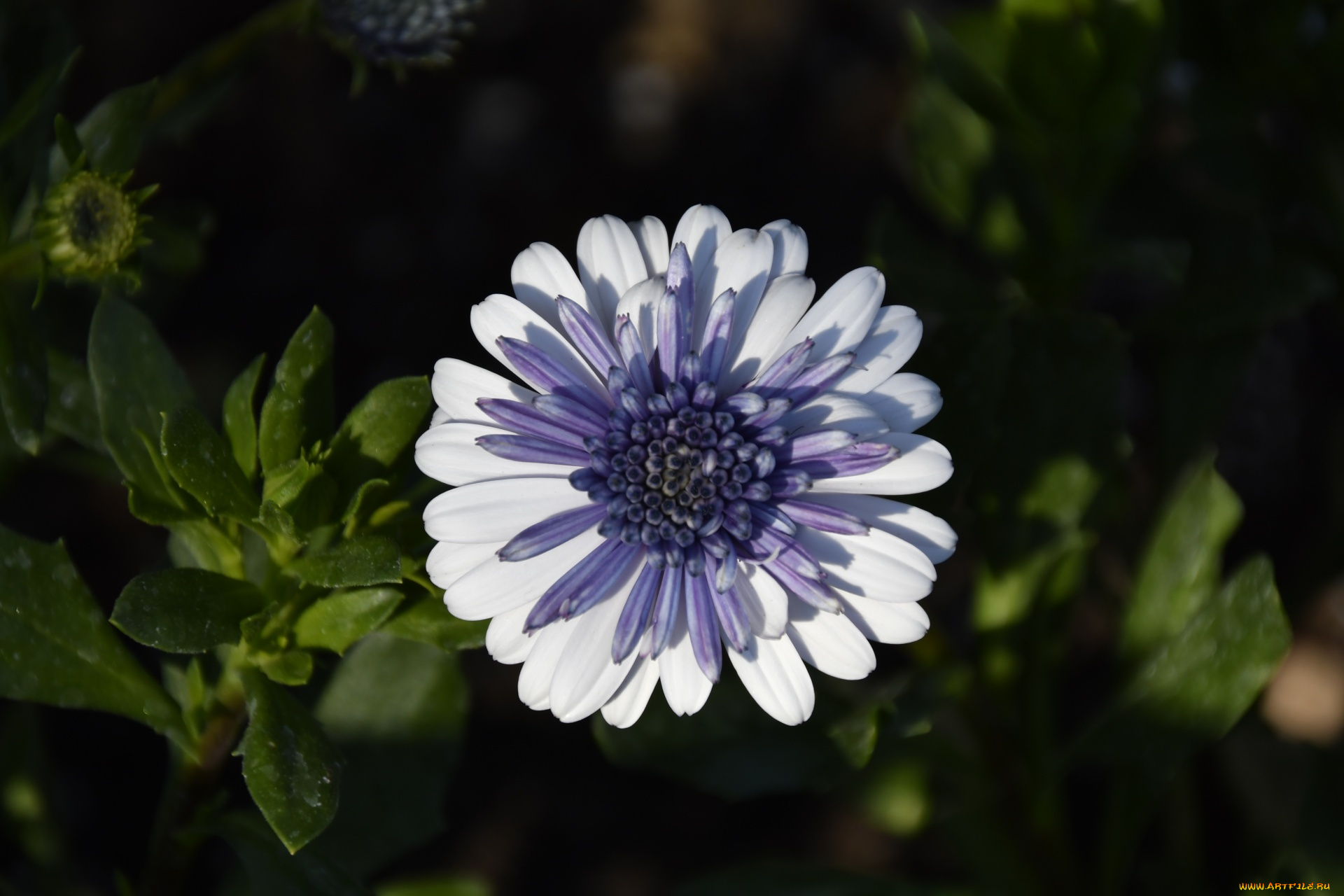 цветы, остеоспермумы, листья, остеоспермум, макро