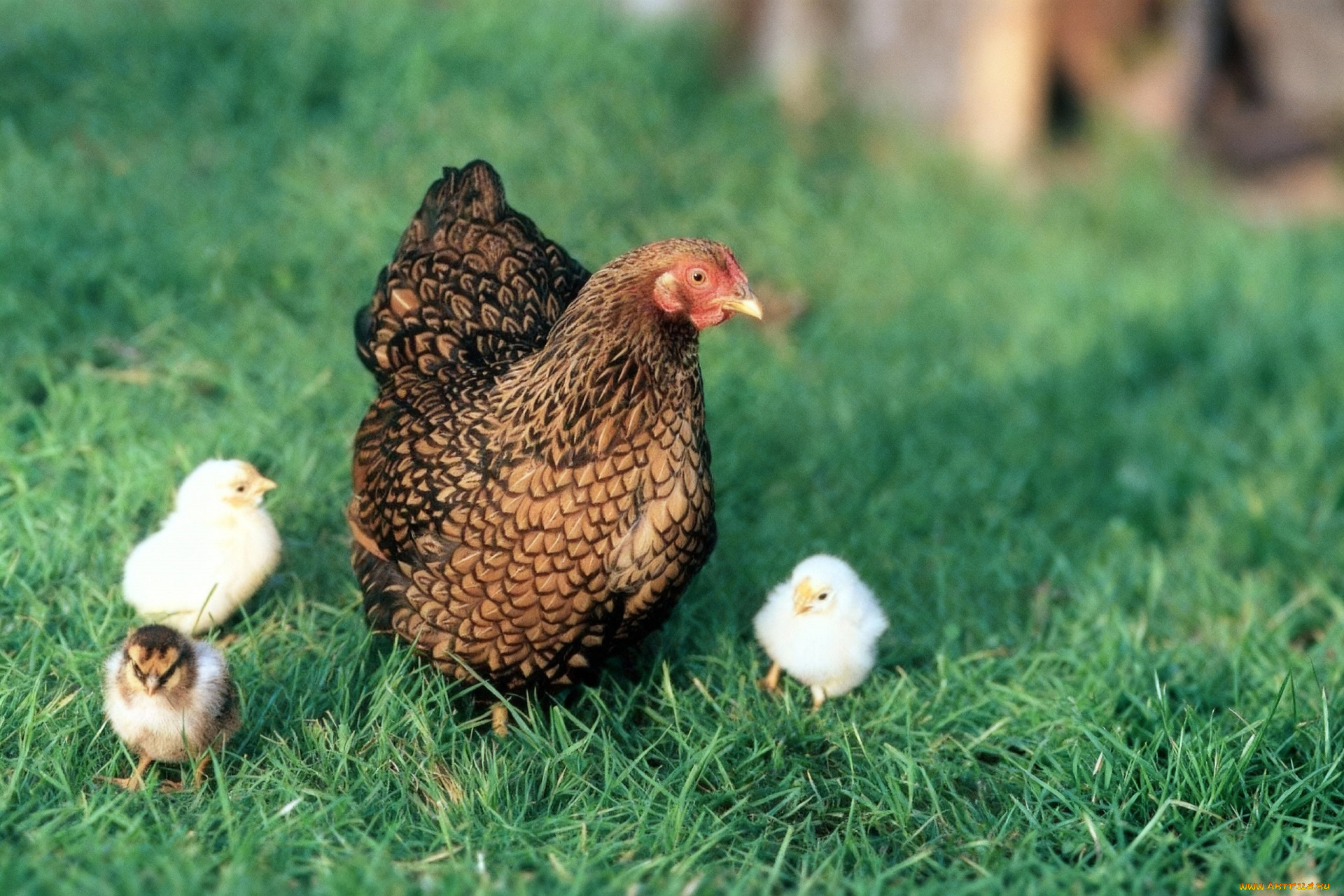 животные, куры, , петухи, курица, циплята