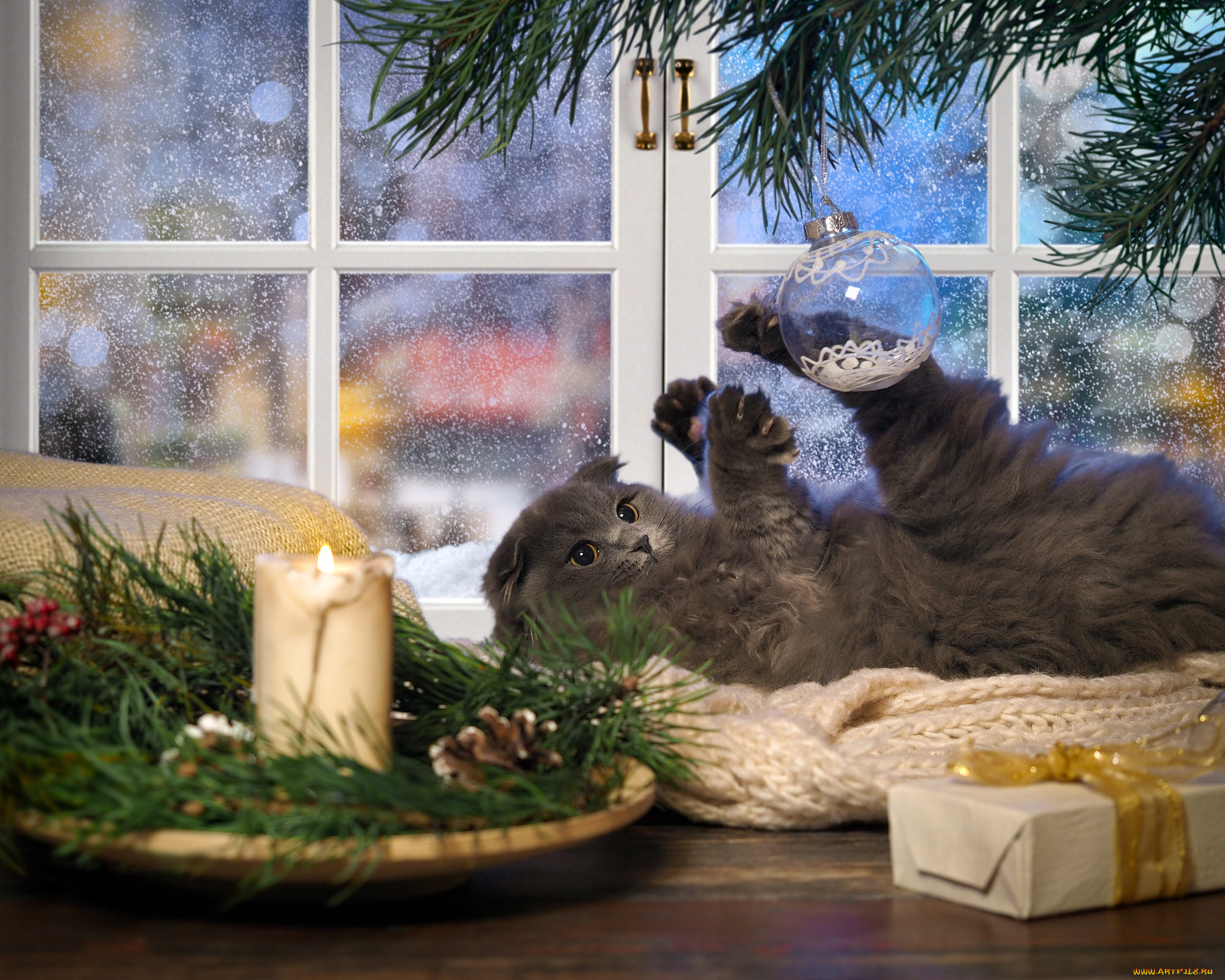 животные, коты, кот, кошка