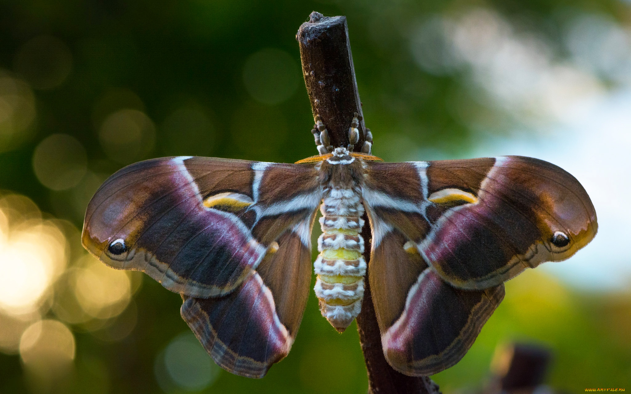 животные, бабочки, , мотыльки, , моли, бабочка