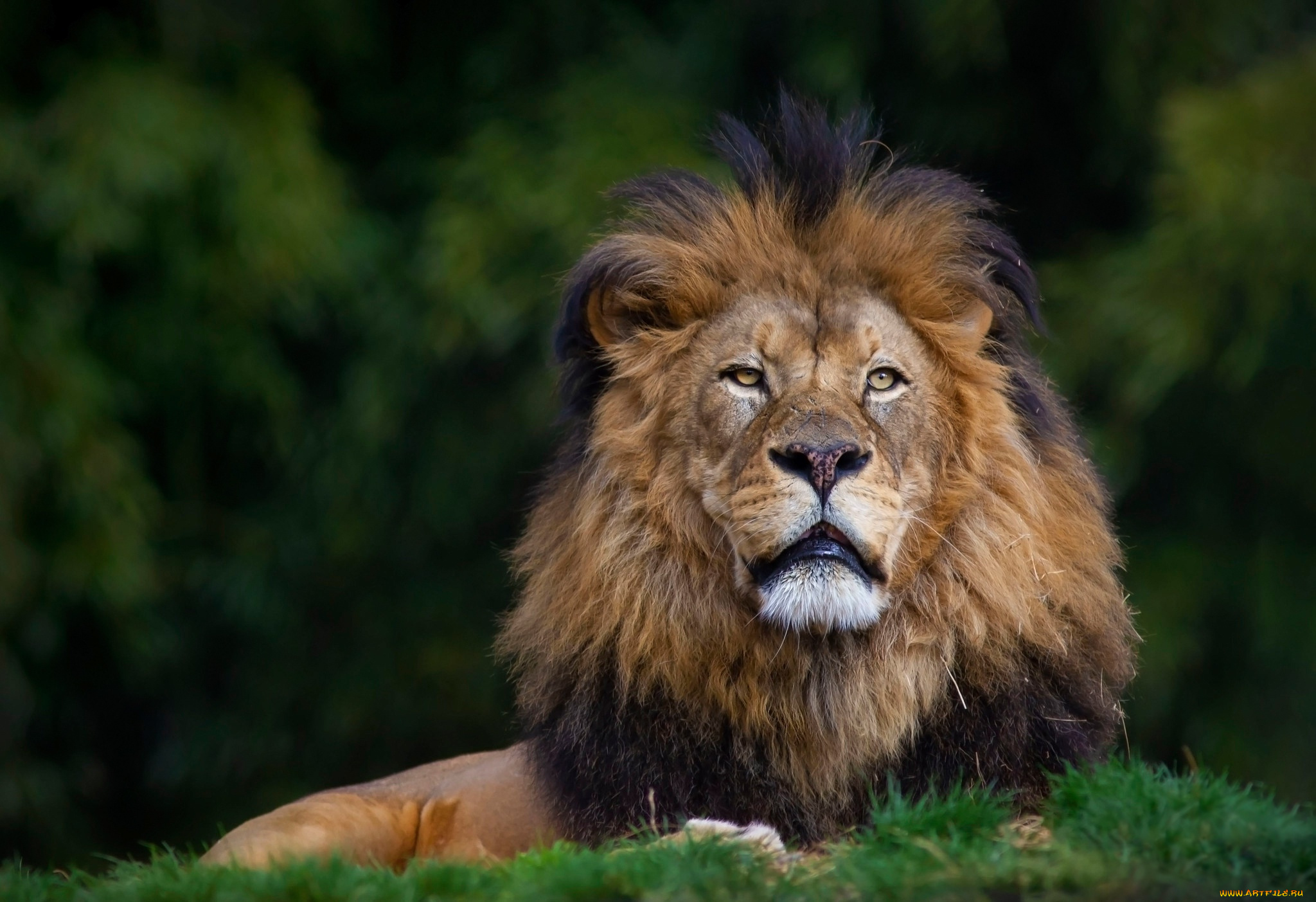животные, львы, лев