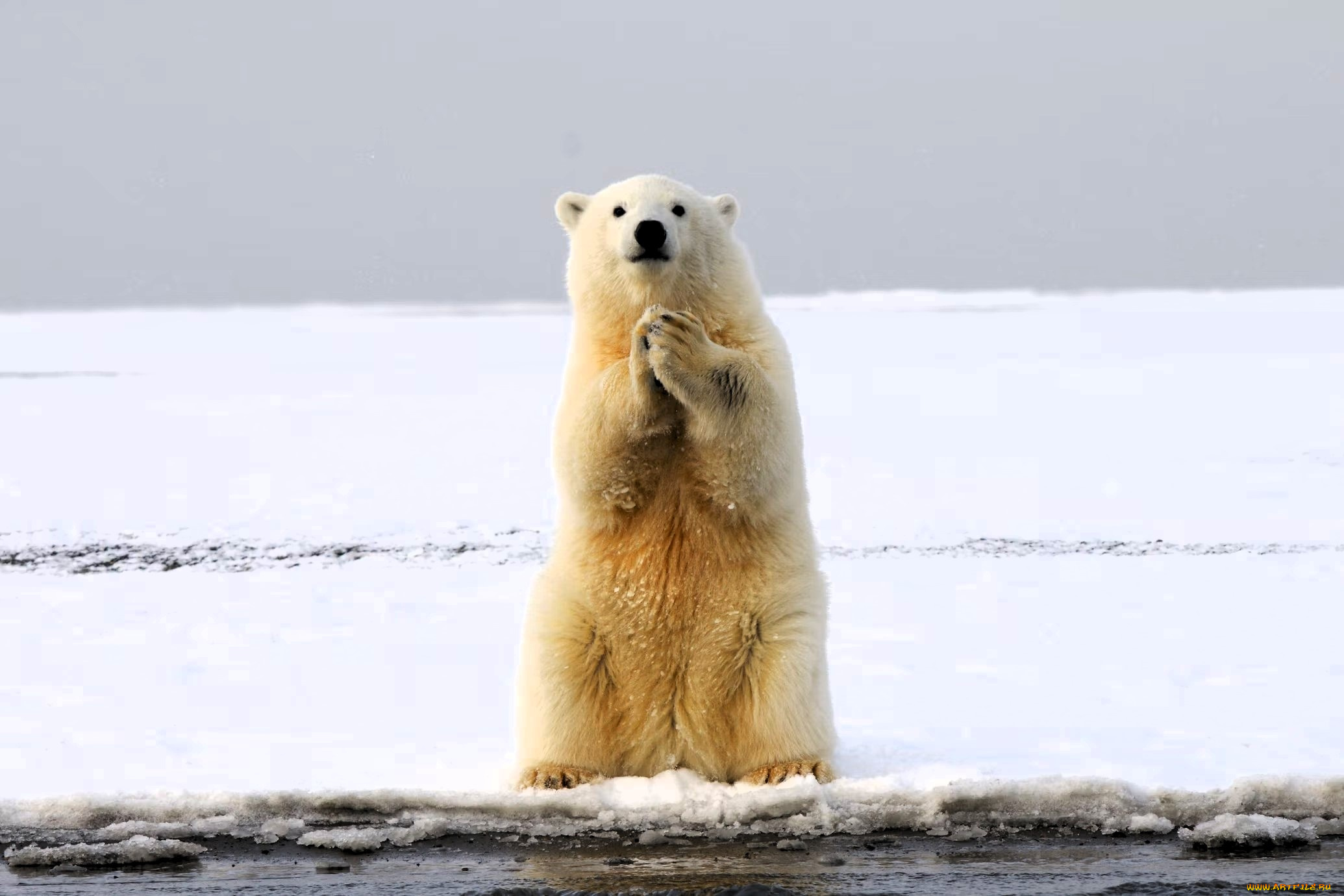 животные, медведи, белый, медведь, полярный, снег, лед, берег, море