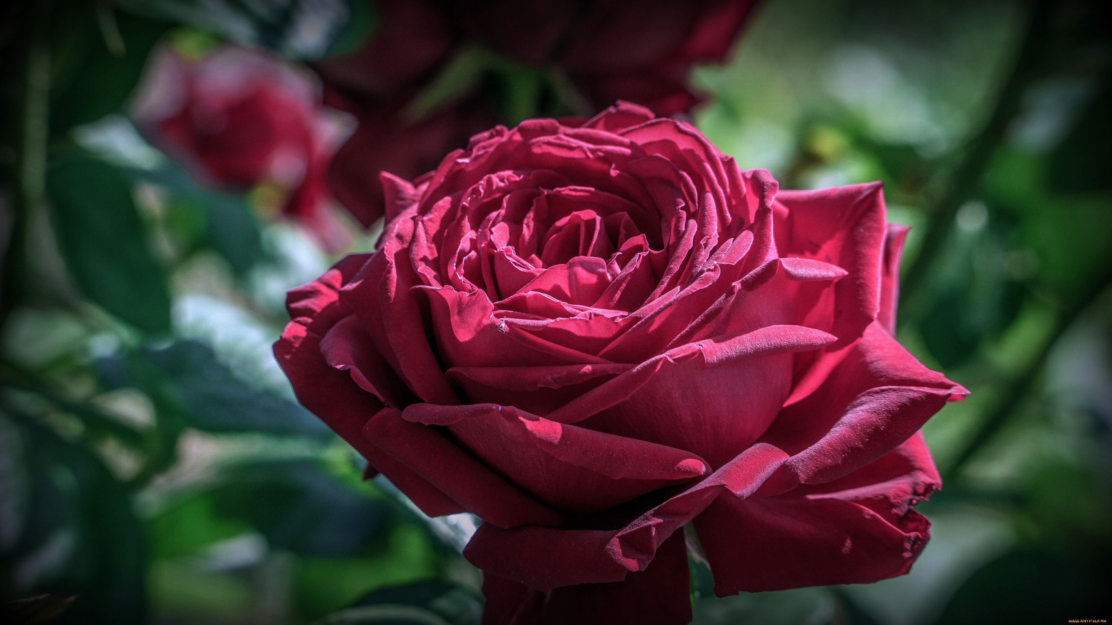 цветы, розы, цветок