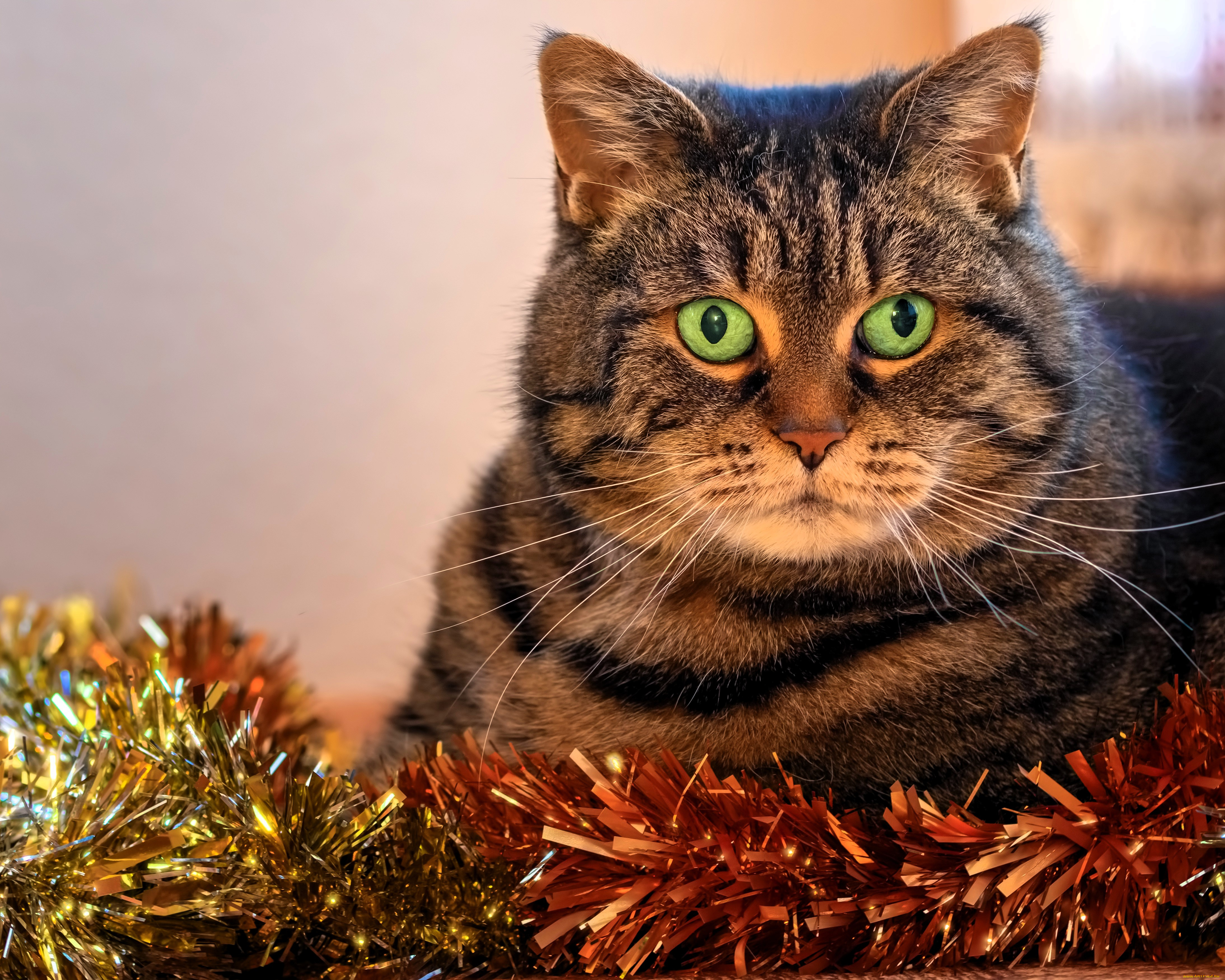 животные, коты, кот, мишура, новый, год