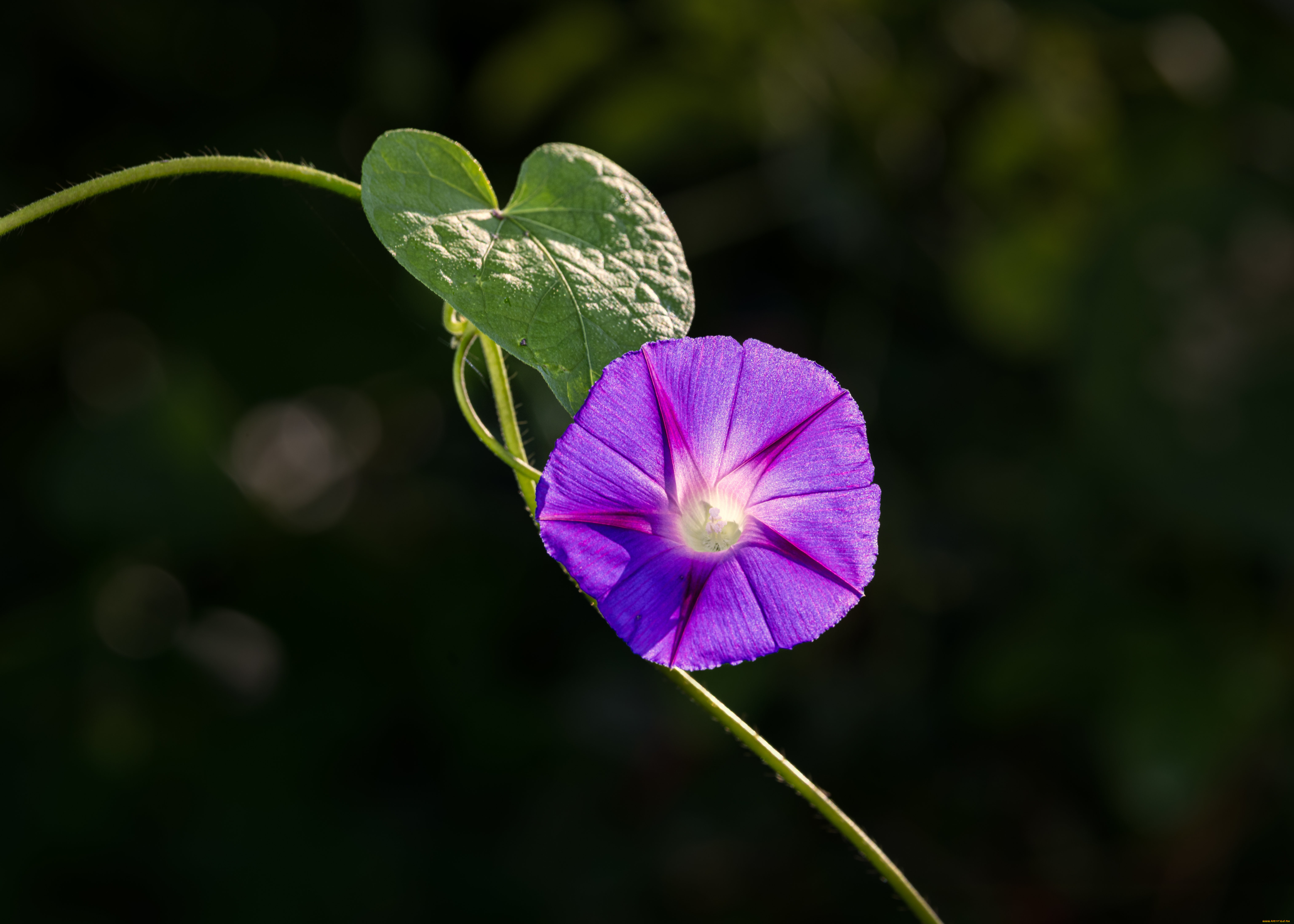 цветы, вьюнки, , ипомеи, цветок