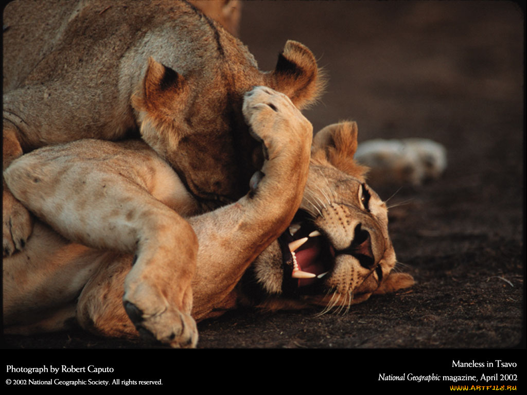 животные, львы