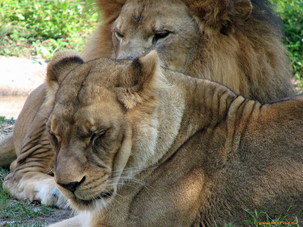 животные, львы