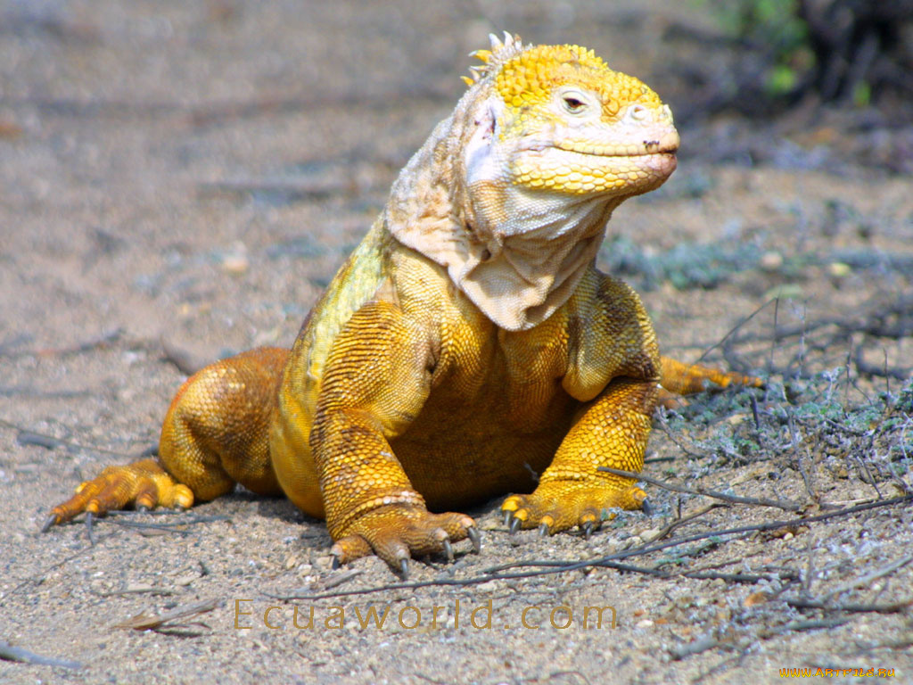 животные, Ящерицы, игуаны, вараны