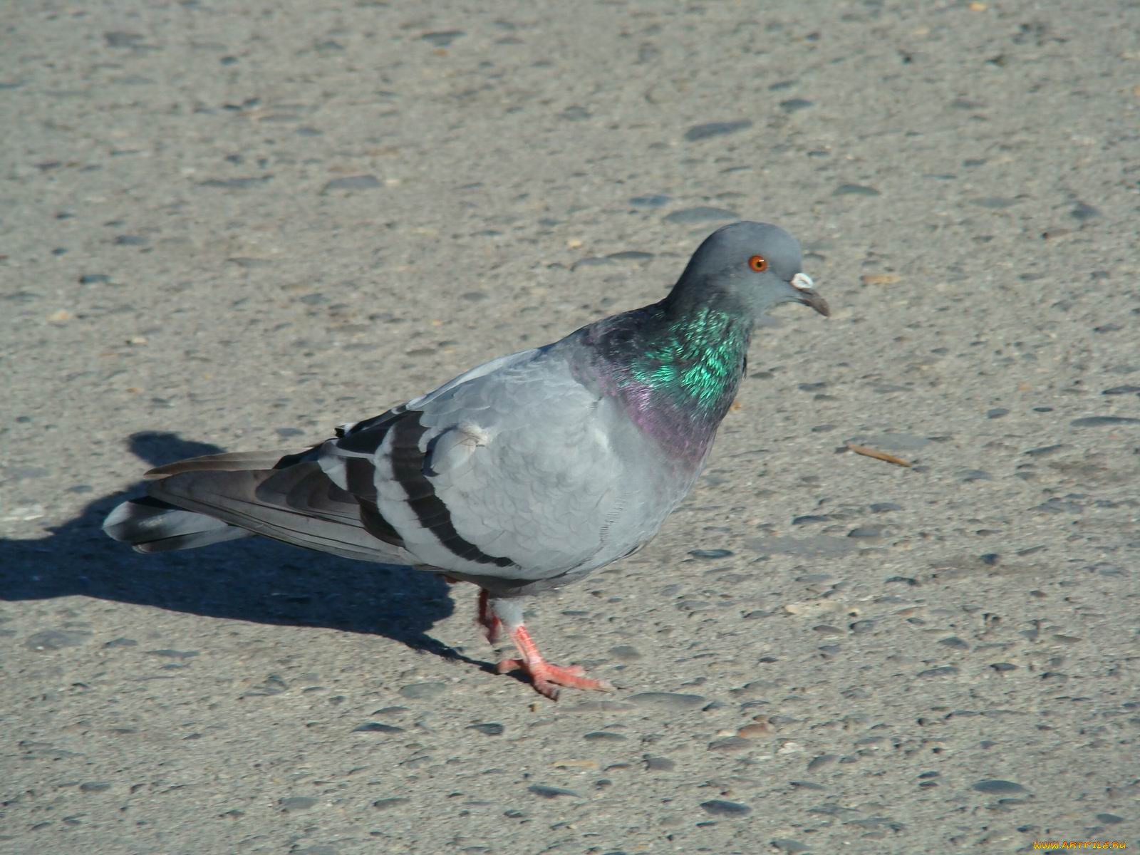 животные, голуби