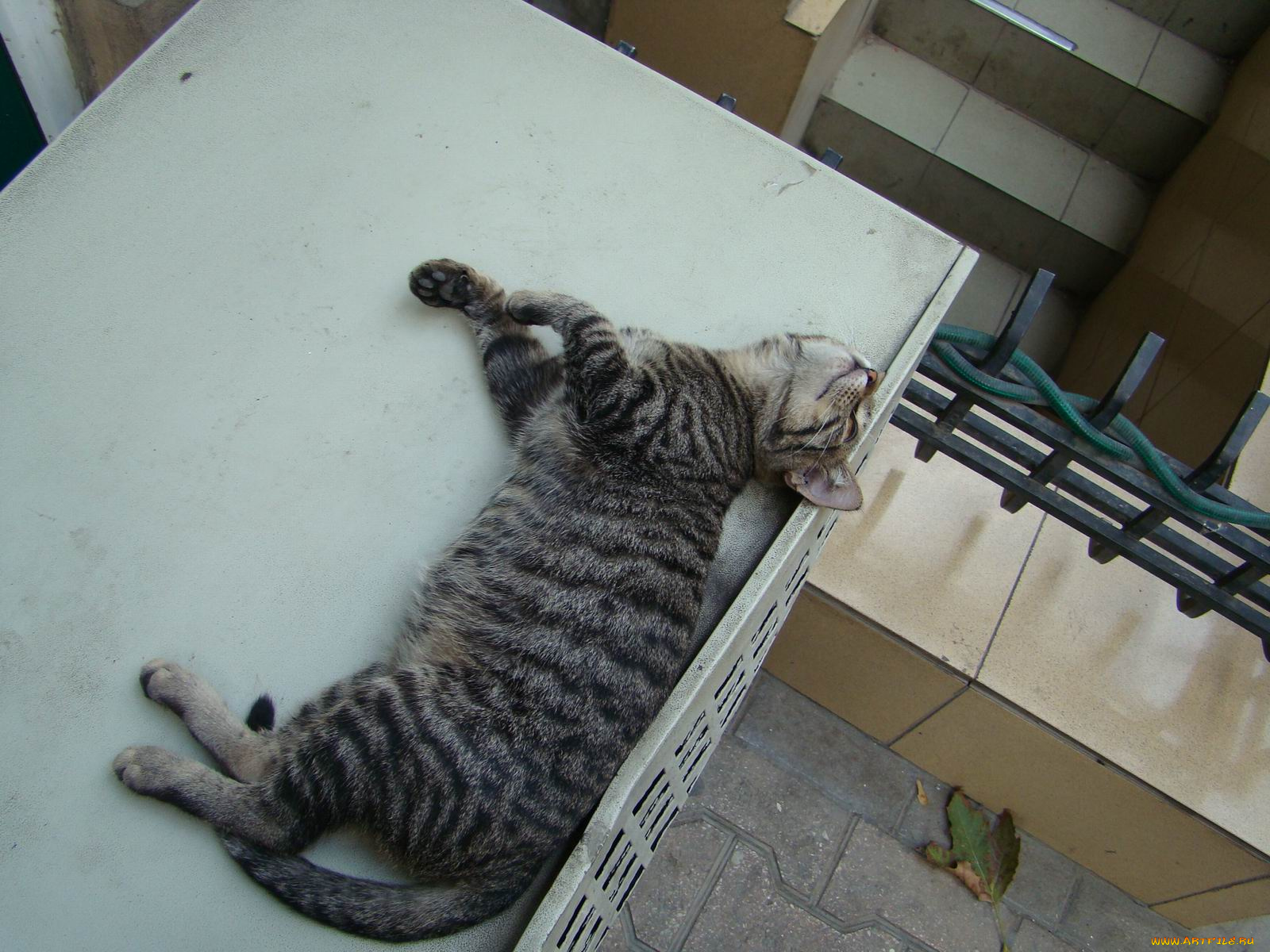 животные, коты