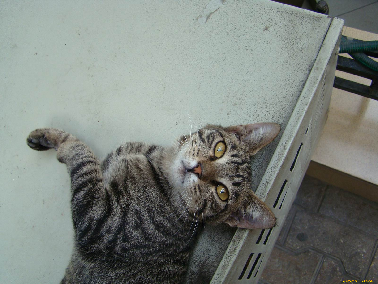 животные, коты