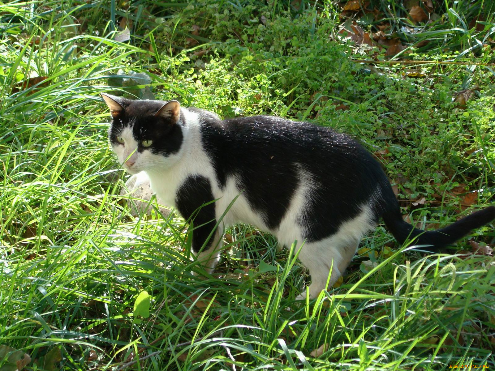 животные, коты