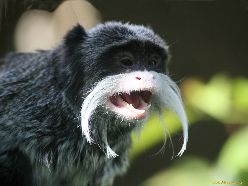 животные, обезьяны