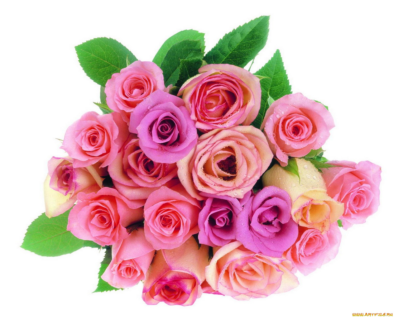 цветы, розы