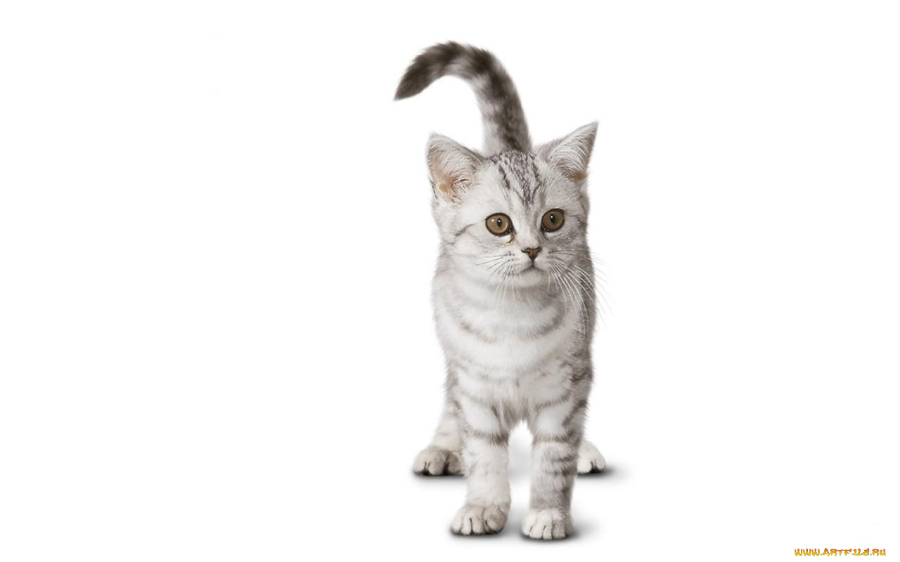 животные, коты