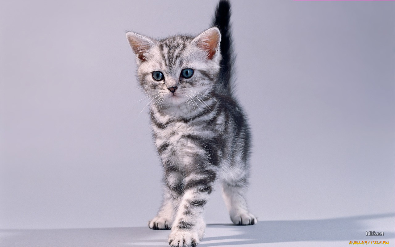 животные, коты