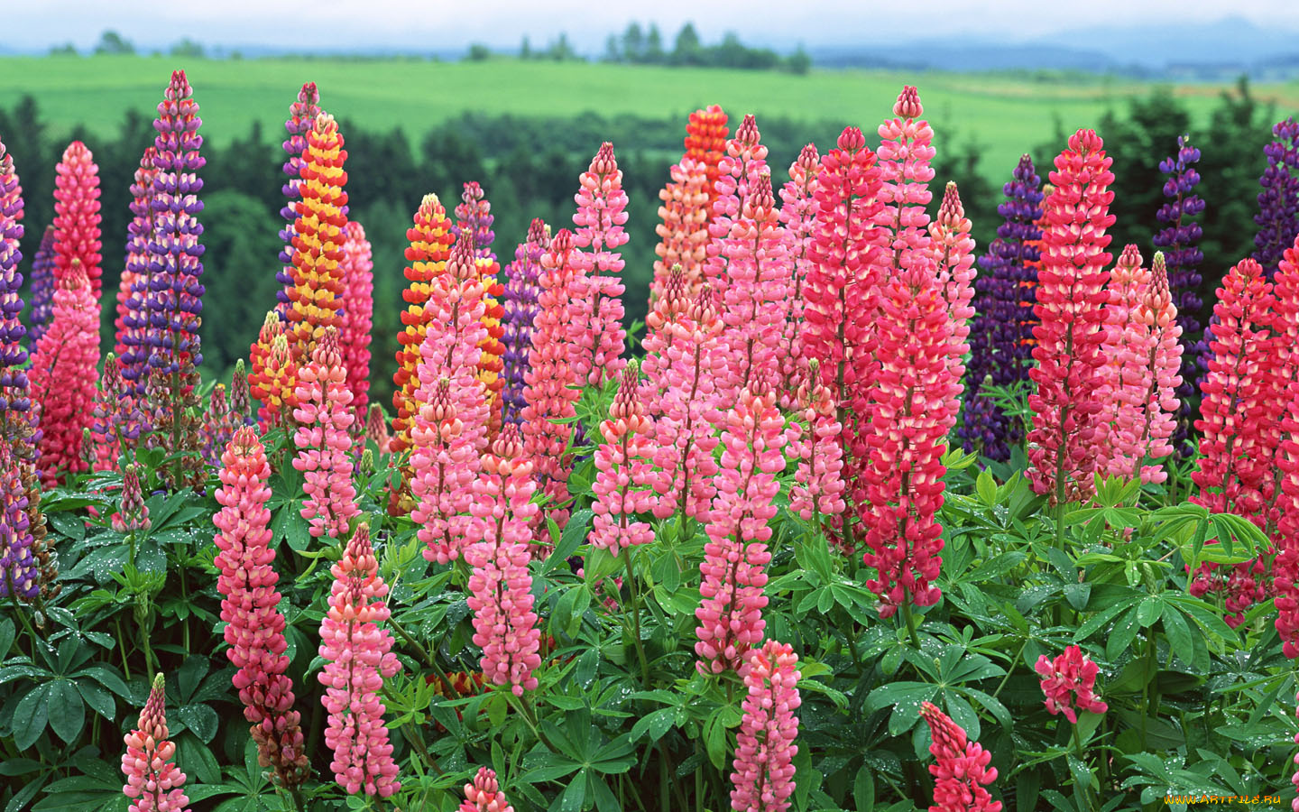 цветы, люпин