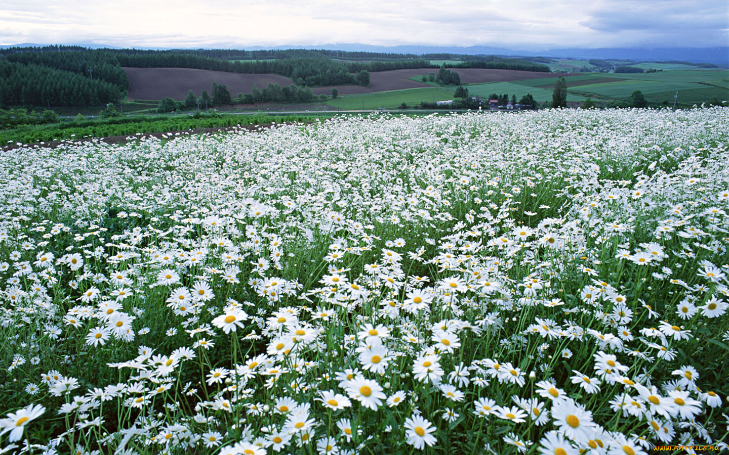 цветы, ромашки