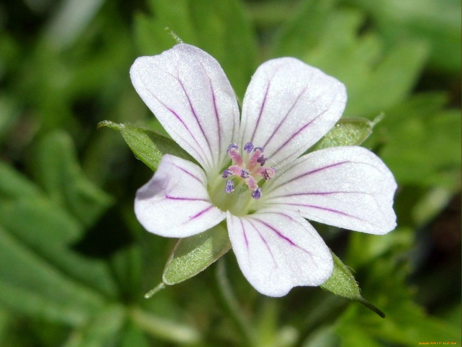 цветы, луговые, полевые