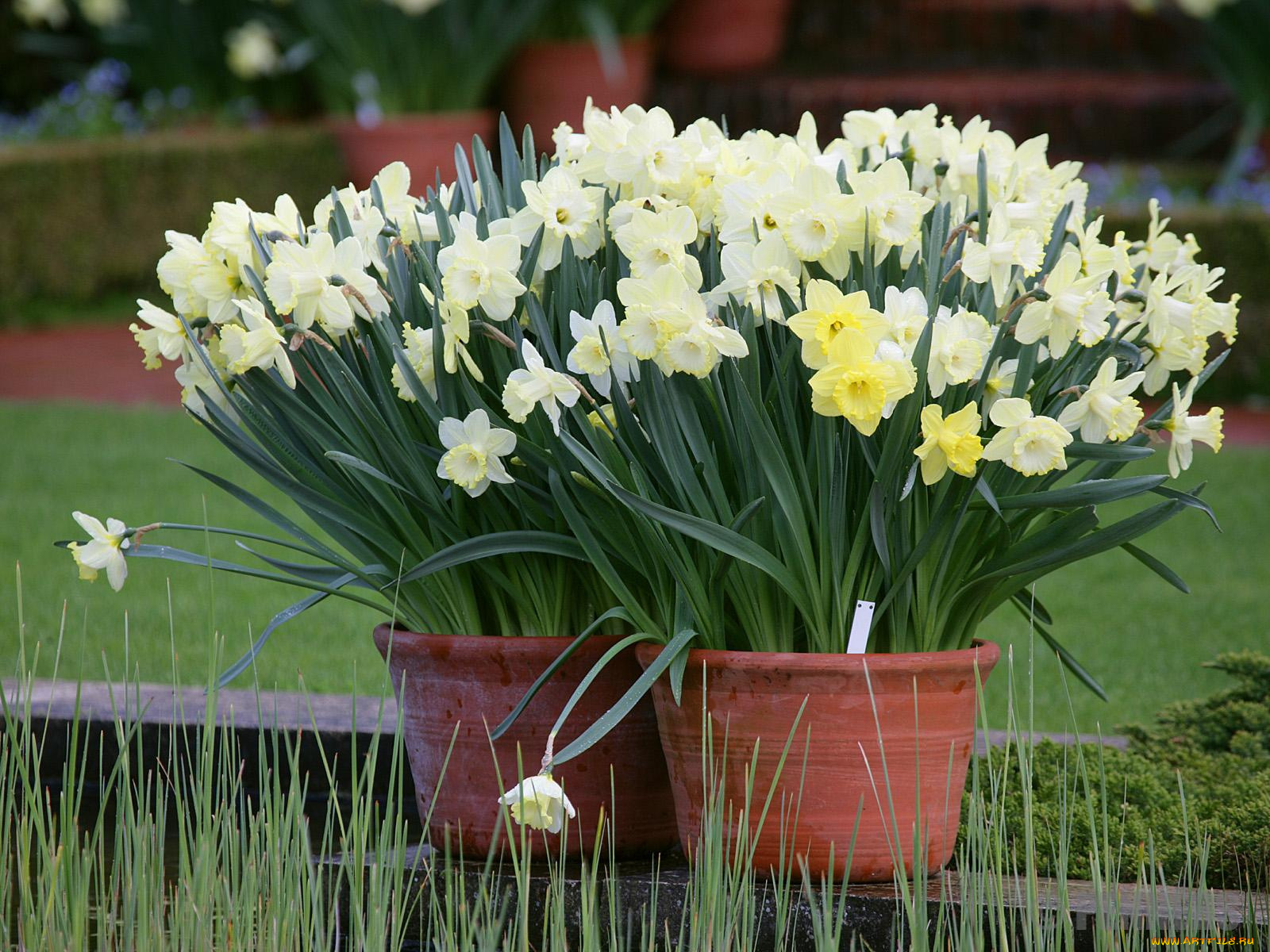 цветы, нарциссы