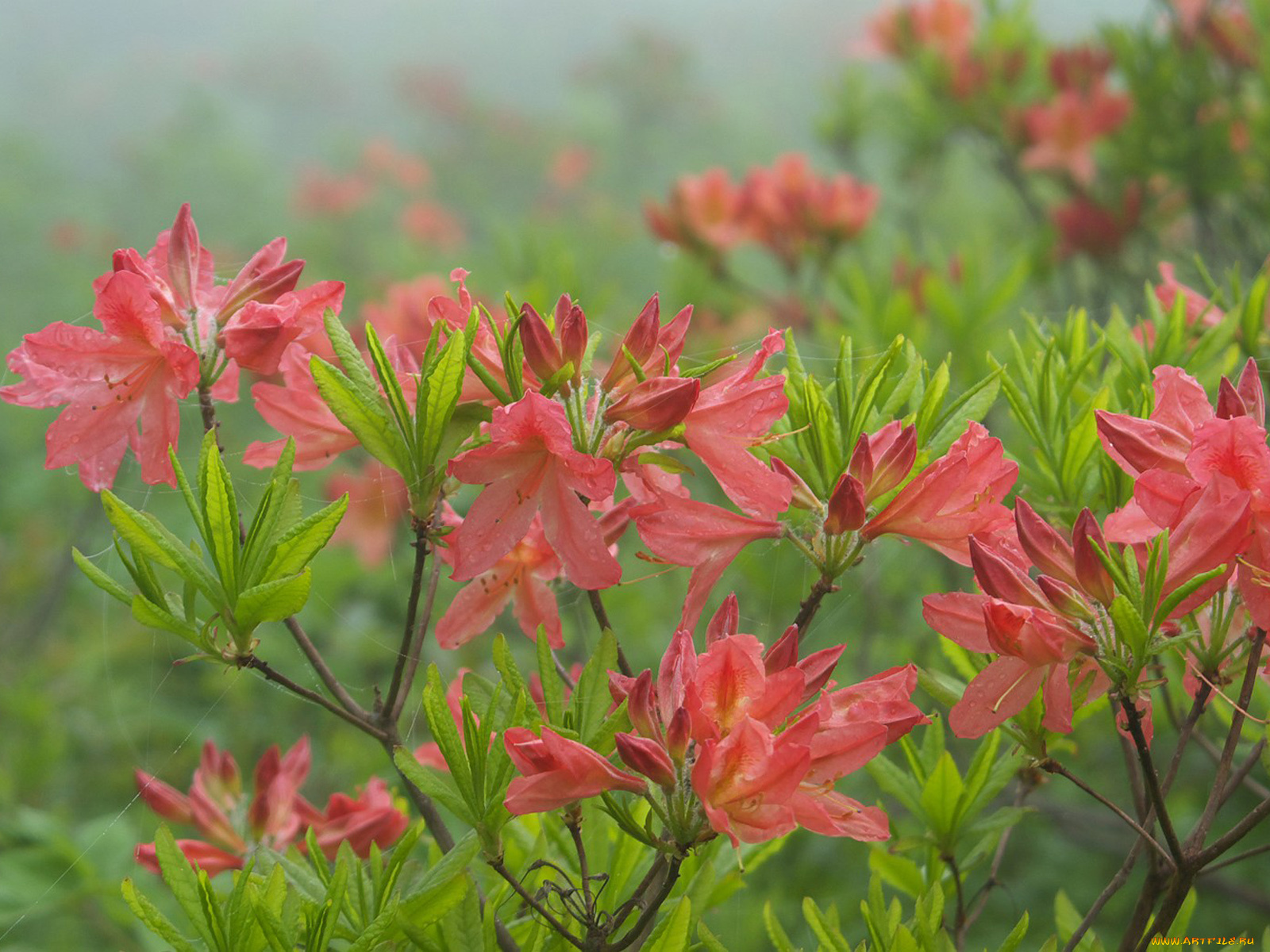 цветы, рододендроны, азалии