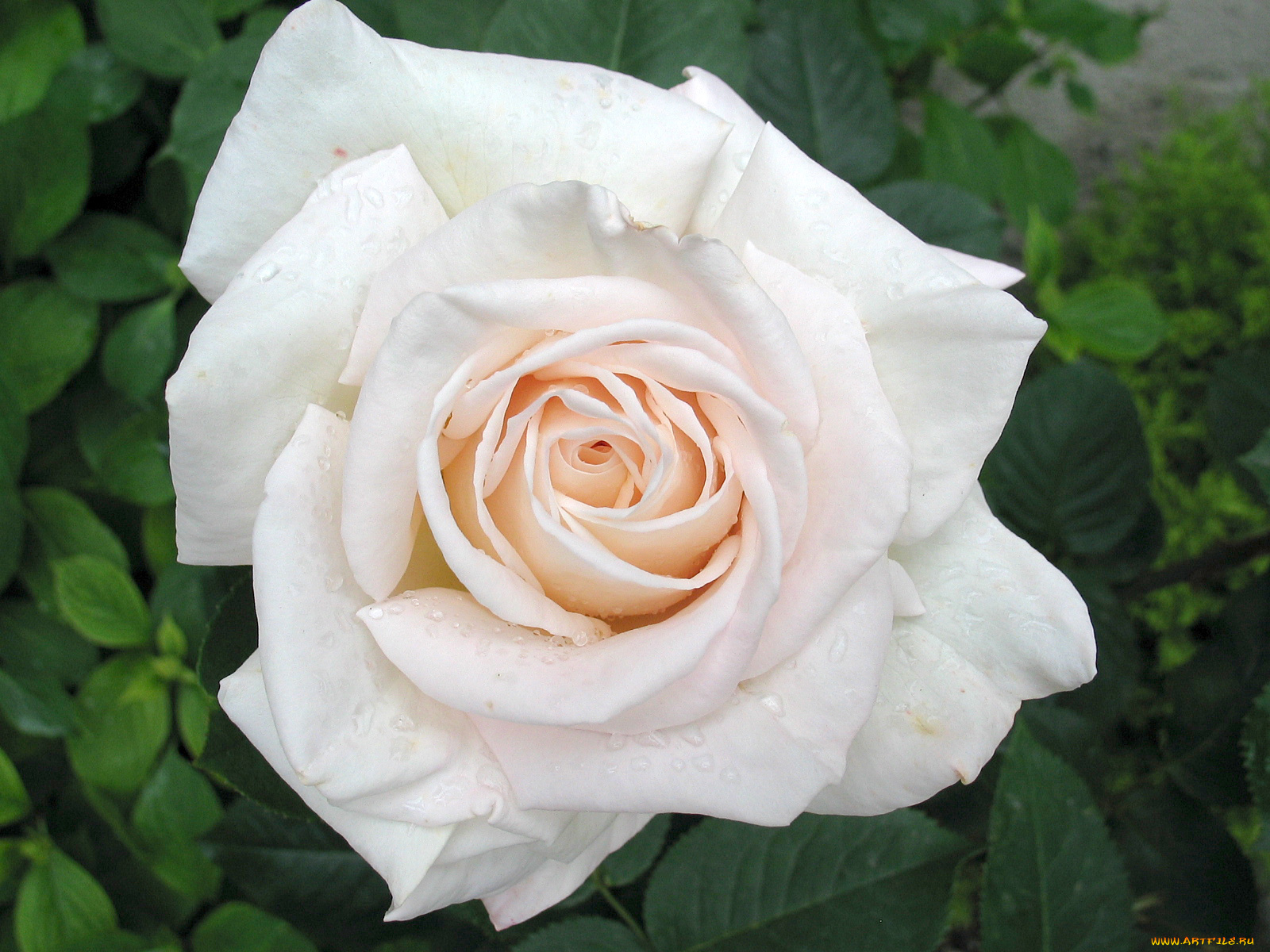 цветы, розы